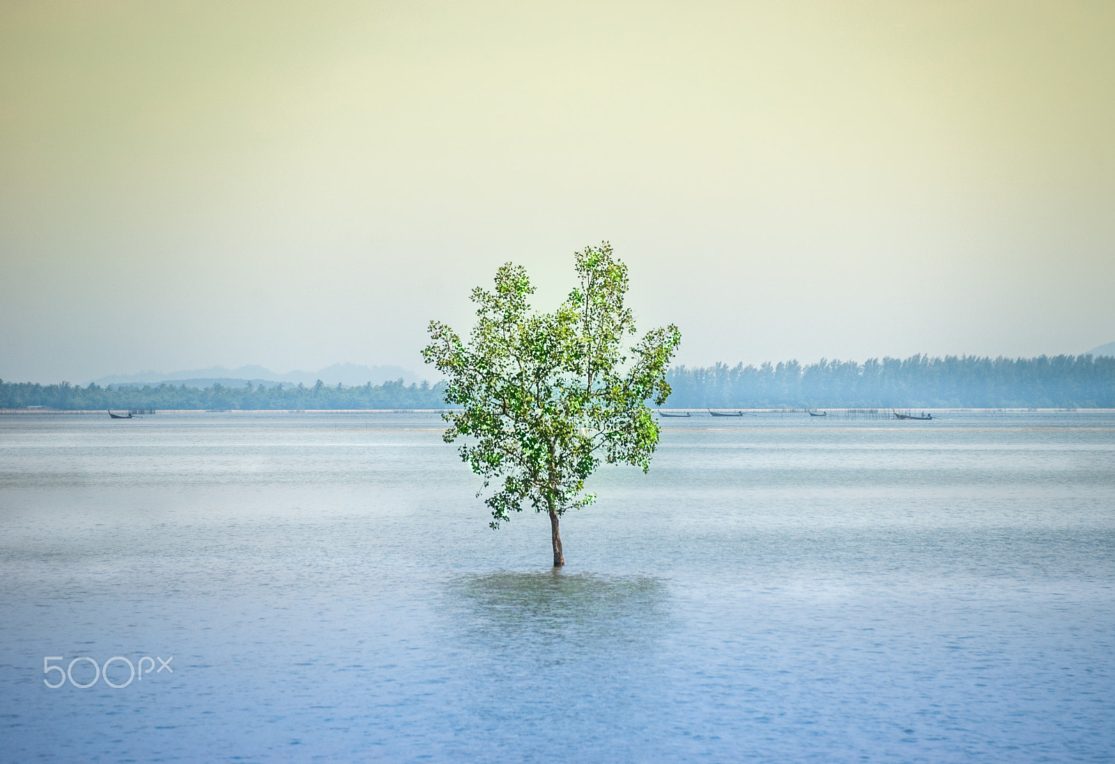 Sigma 18-200mm F3.5-6.3 II DC OS HSM sample photo. Tree in the sea photography