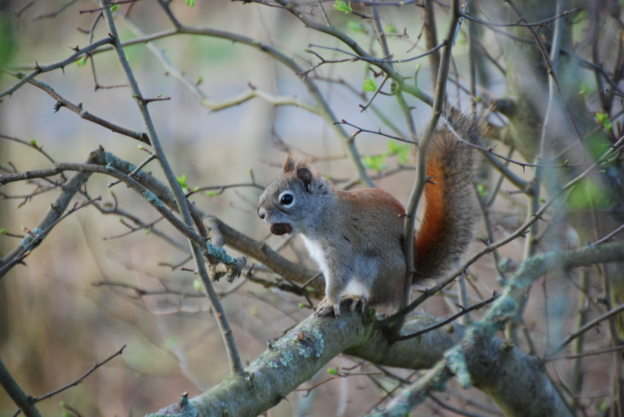 Nikon D40X sample photo. A sweet squirrel photography