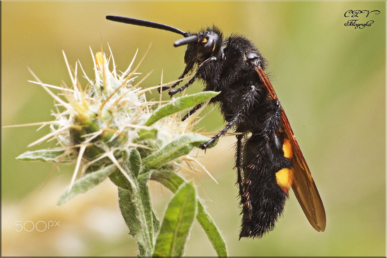 Sigma 70-300mm F4-5.6 APO DG Macro sample photo. Megascolia maculata flavifrons macho photography