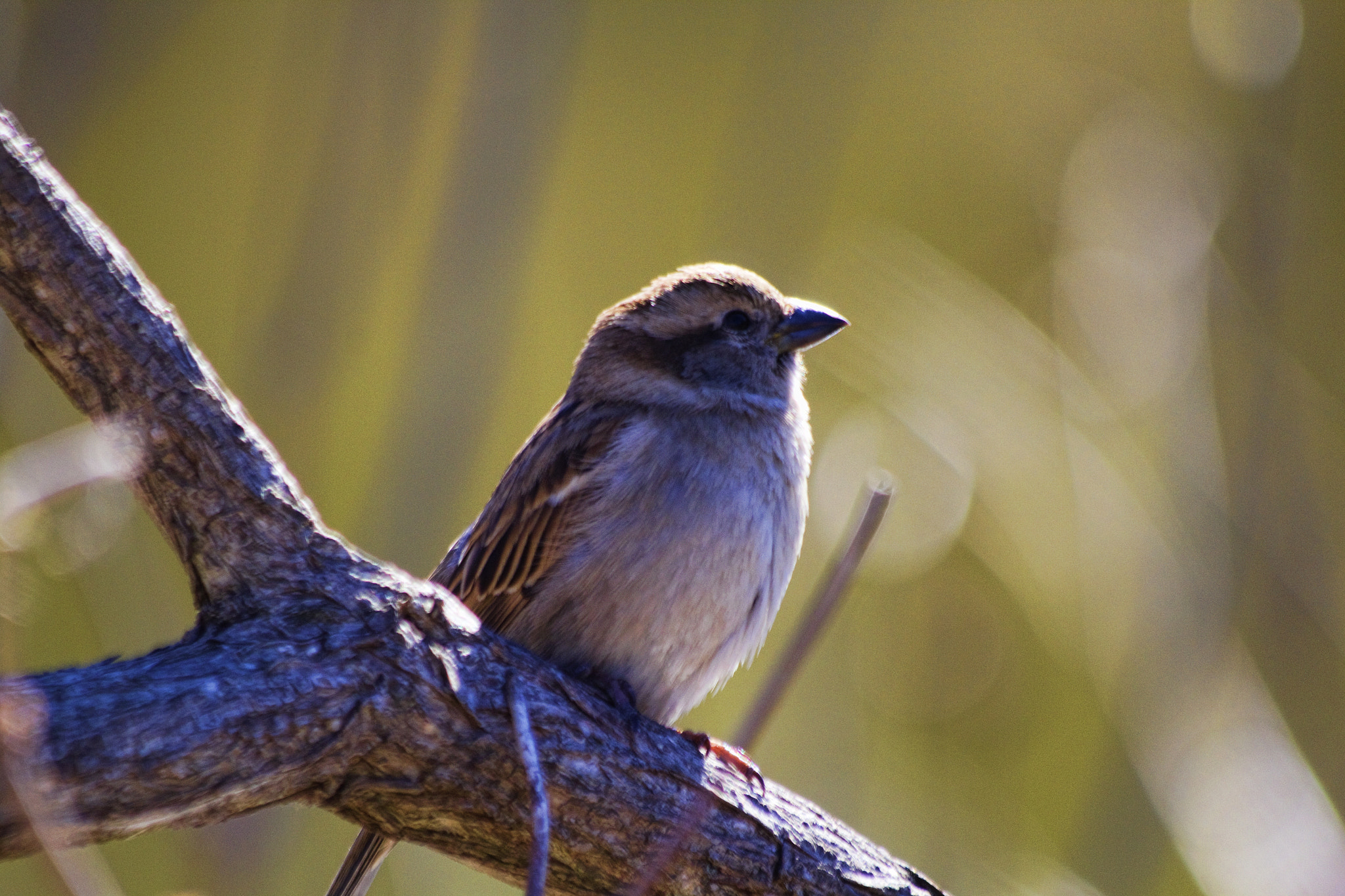 Canon EF 70-300mm F4-5.6 IS USM sample photo. Sparrow close up photography