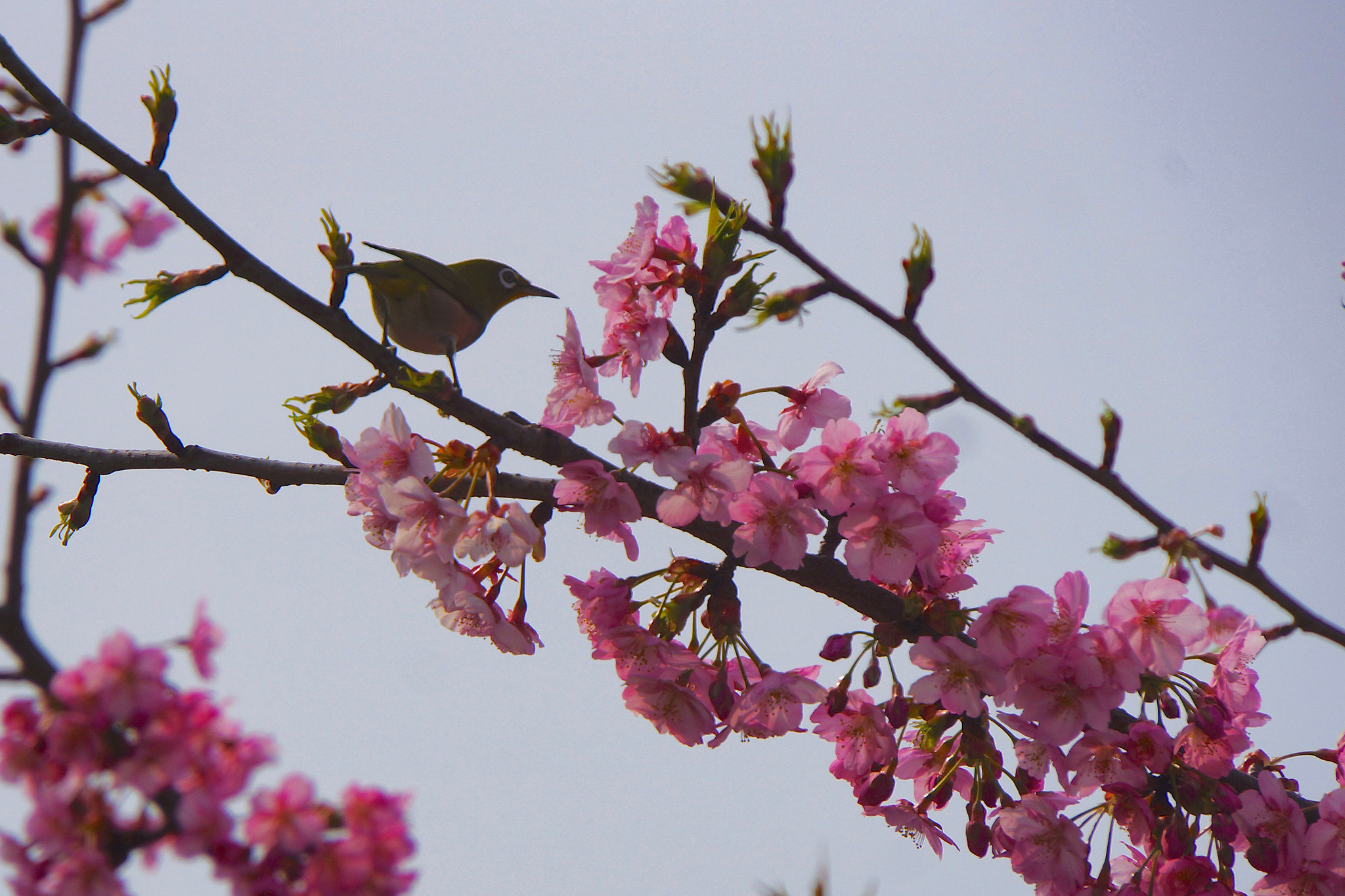 Sony E 18-200mm F3.5-6.3 OSS LE sample photo. 目白　japanese white eye amongst pink cherry blossoms photography