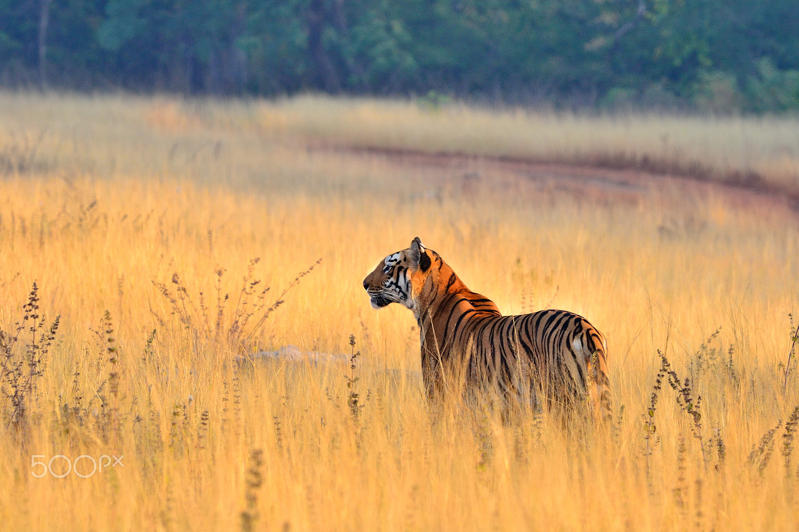 Nikon D3100 + Nikon AF-S Nikkor 300mm F4D ED-IF sample photo. Tigress maya photography