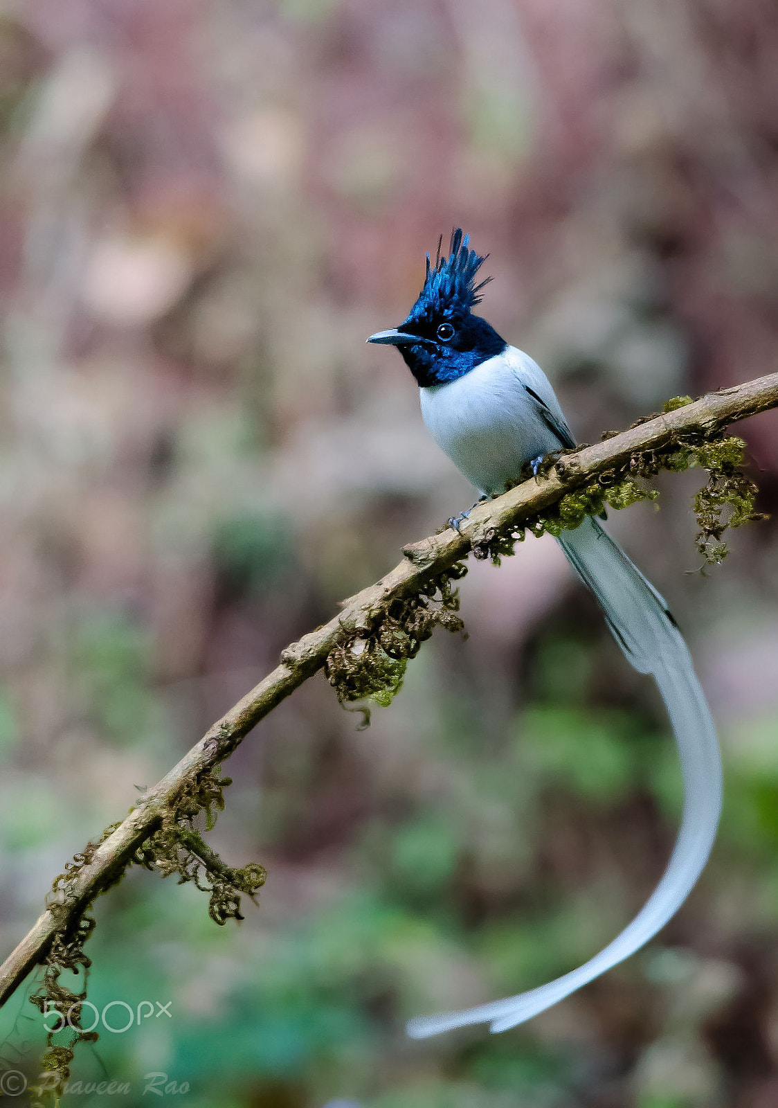 Nikon AF-S Nikkor 300mm F4D ED-IF sample photo. Indian paradise flycatcher photography
