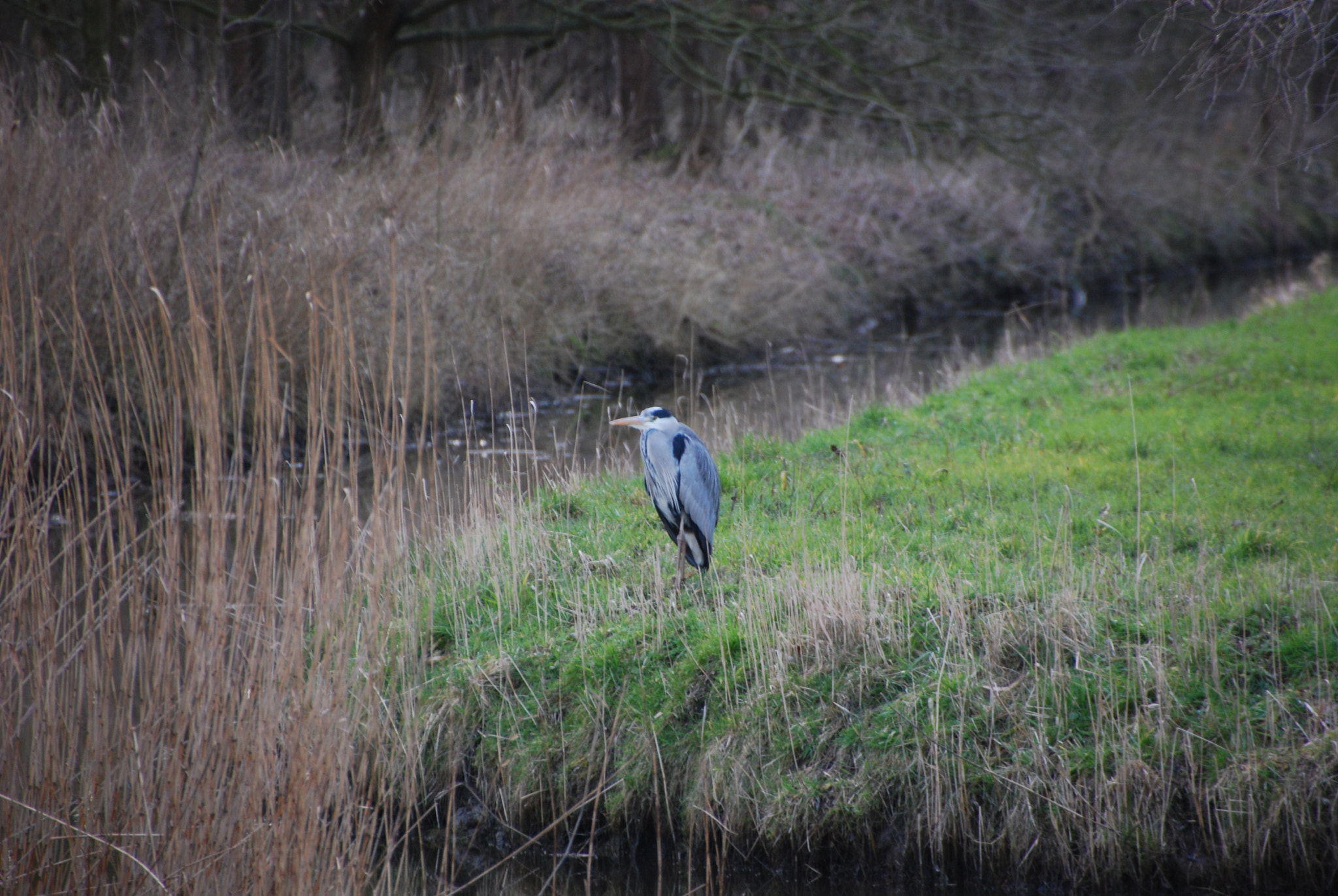 Nikon D40X sample photo. A blue heron photography