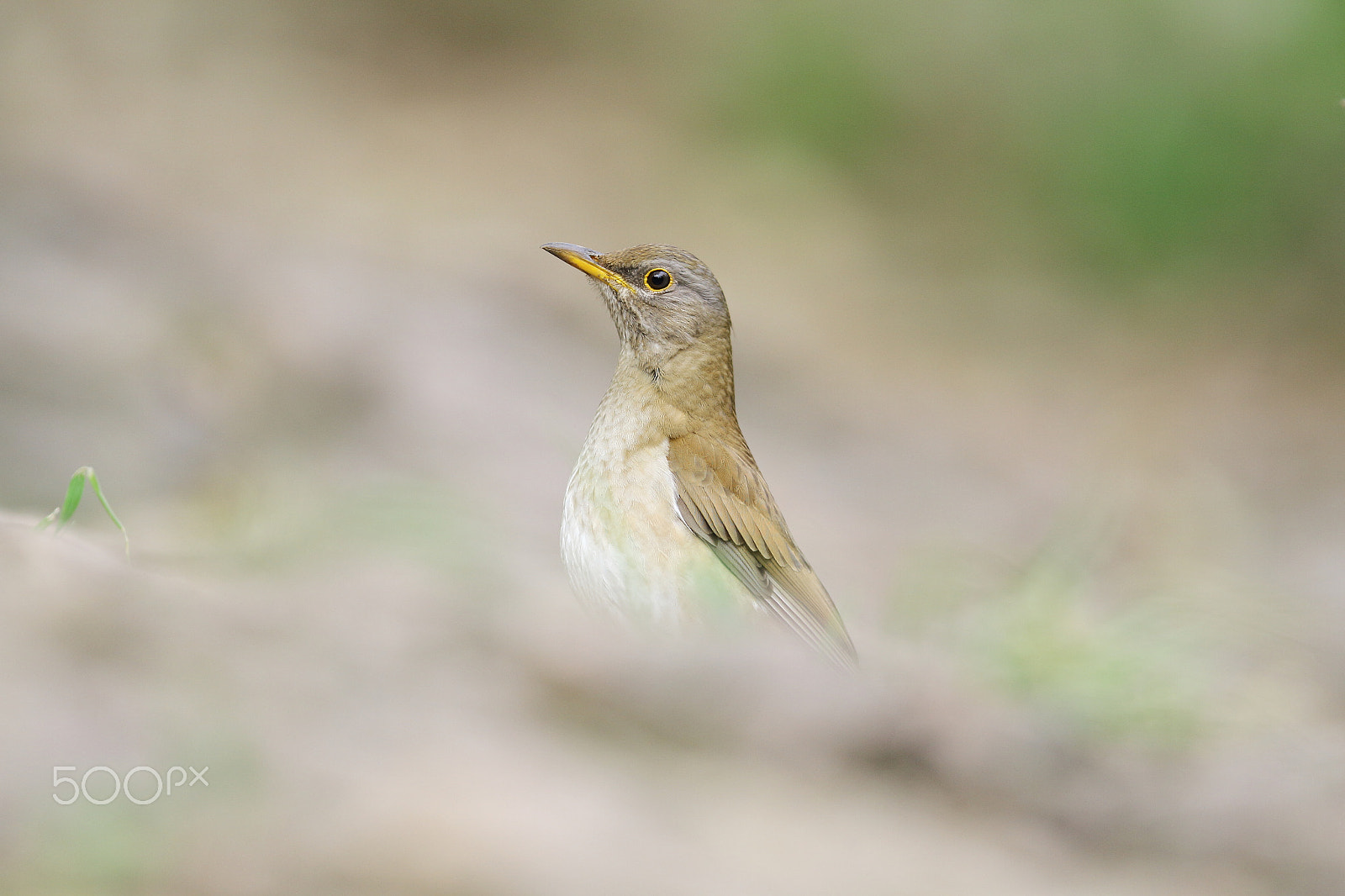 Canon EF 400mm F2.8L IS II USM sample photo. Img_0664.jpg photography