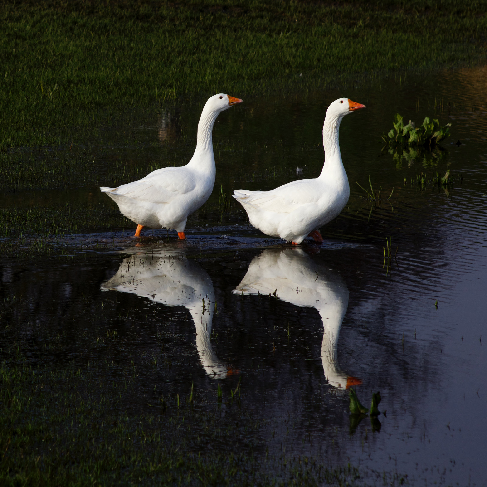 Canon EOS 5D Mark II + Canon EF 100-300mm F4.5-5.6 USM sample photo. Designer geese photography