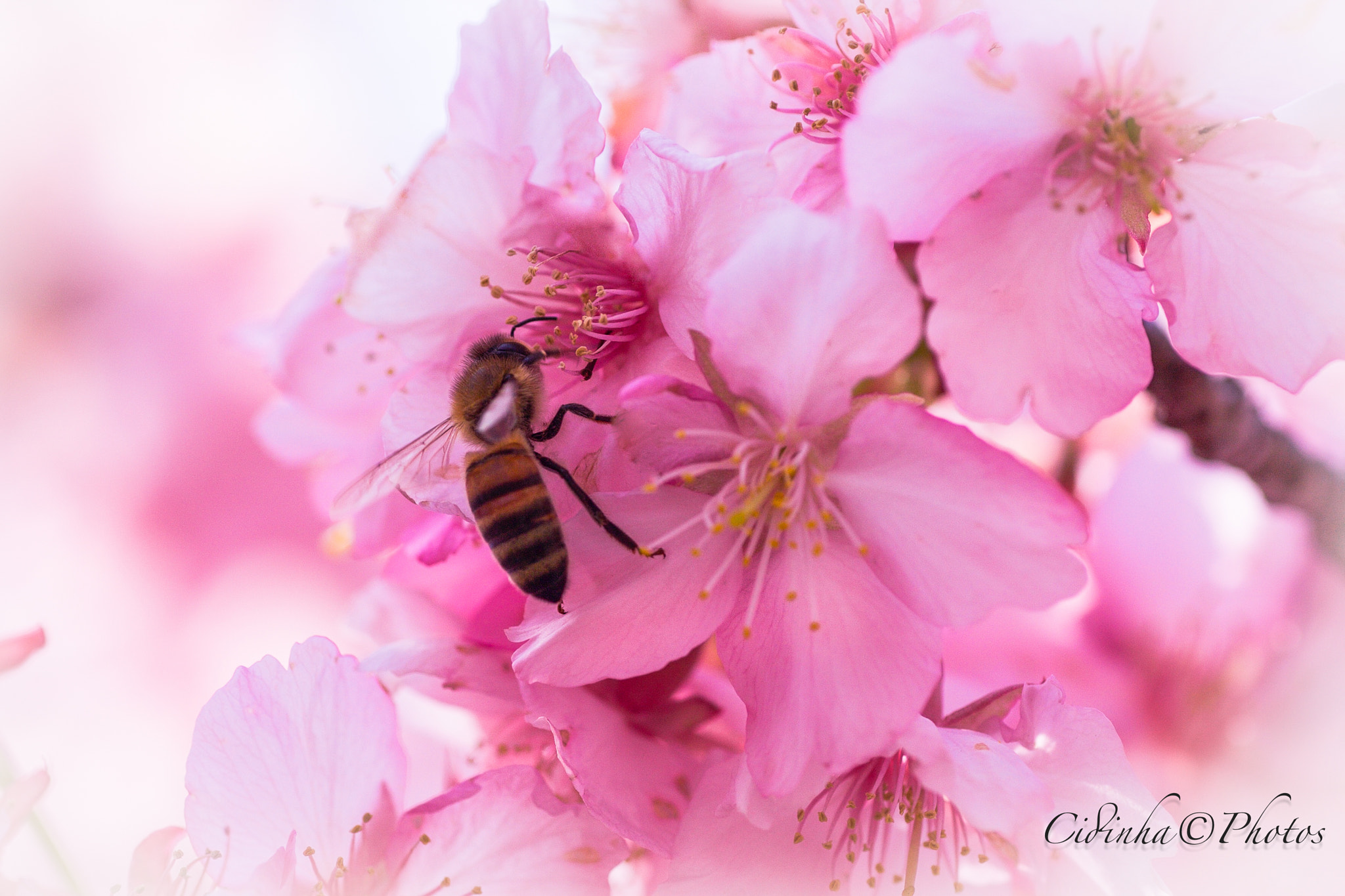 Canon EOS 40D + Tamron SP AF 90mm F2.8 Di Macro sample photo. Primavera photography