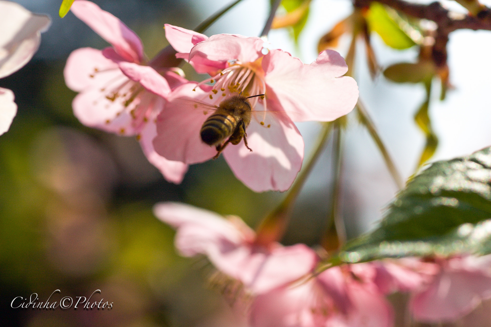 Canon EOS 40D + Tamron SP AF 90mm F2.8 Di Macro sample photo. Abelha photography