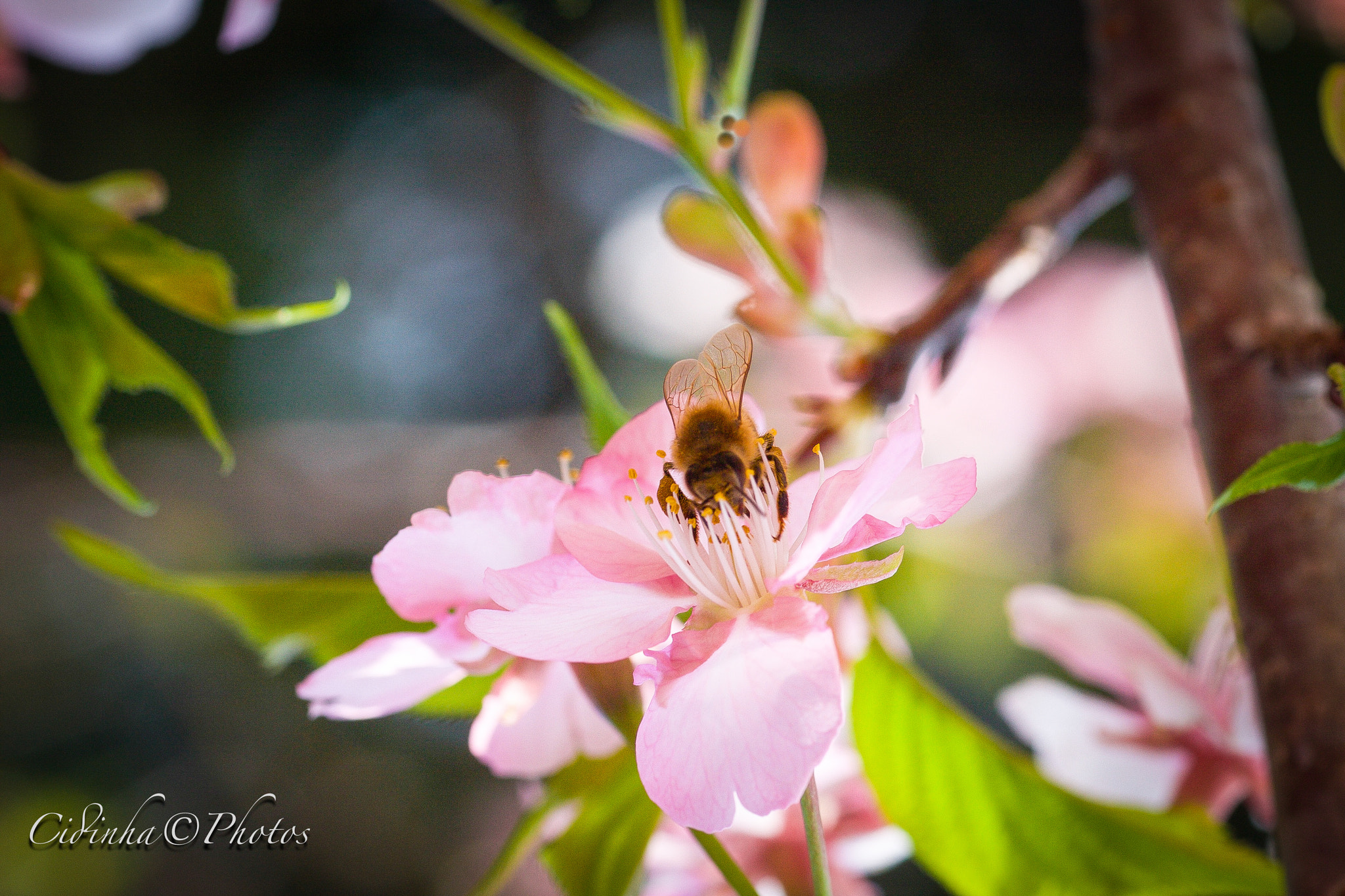 Canon EOS 40D + Tamron SP AF 90mm F2.8 Di Macro sample photo. Abelha photography