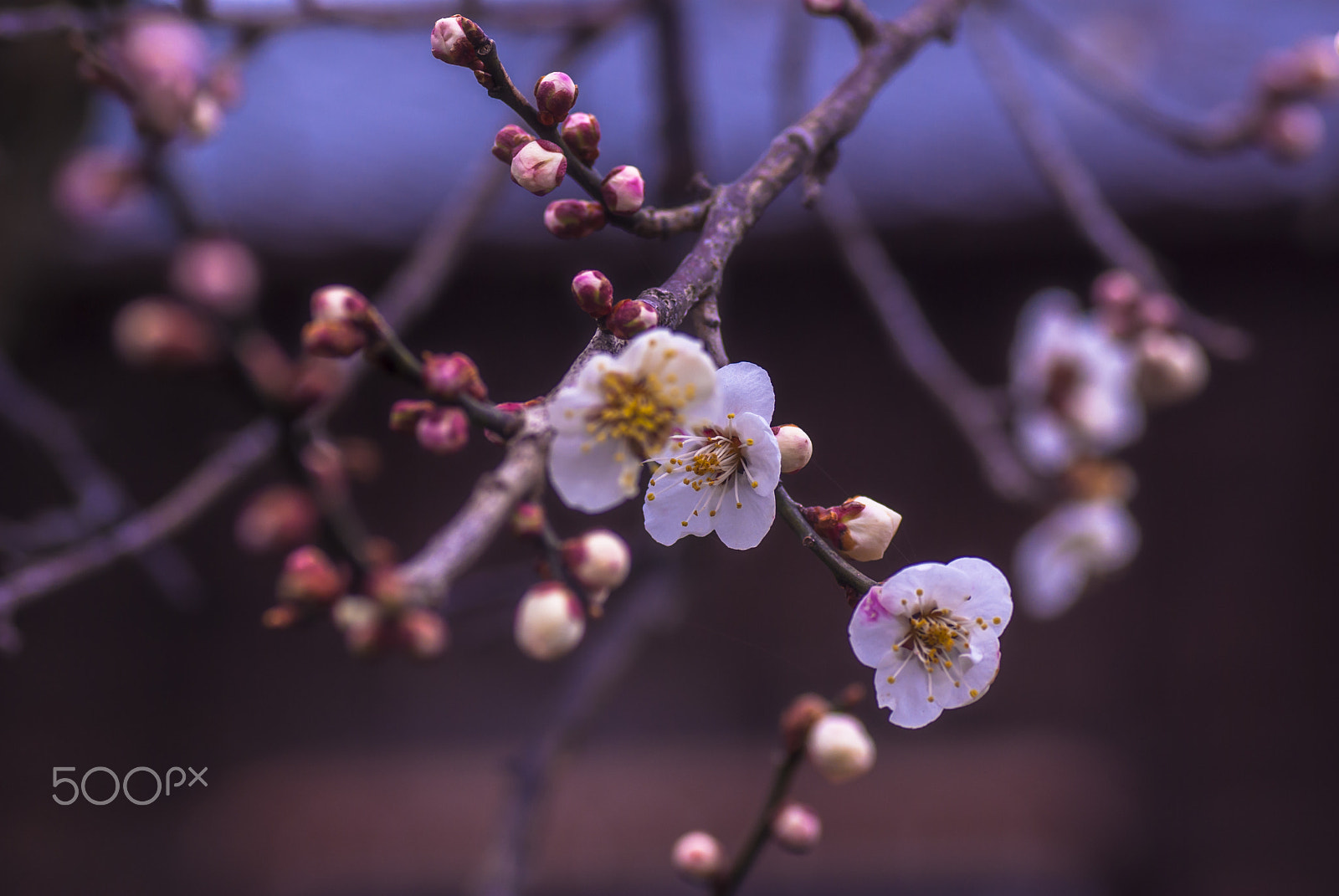 Pentax K10D + Tamron SP AF 90mm F2.8 Di Macro sample photo. "梅花 " baika photography