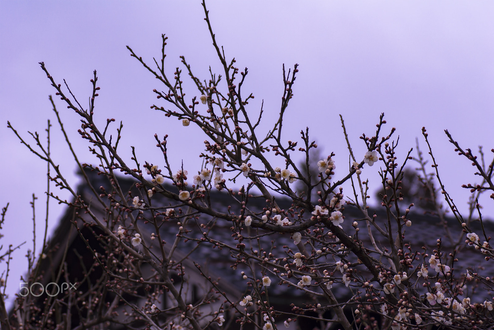 Pentax K10D + Tamron SP AF 90mm F2.8 Di Macro sample photo. "梅花 " baika photography