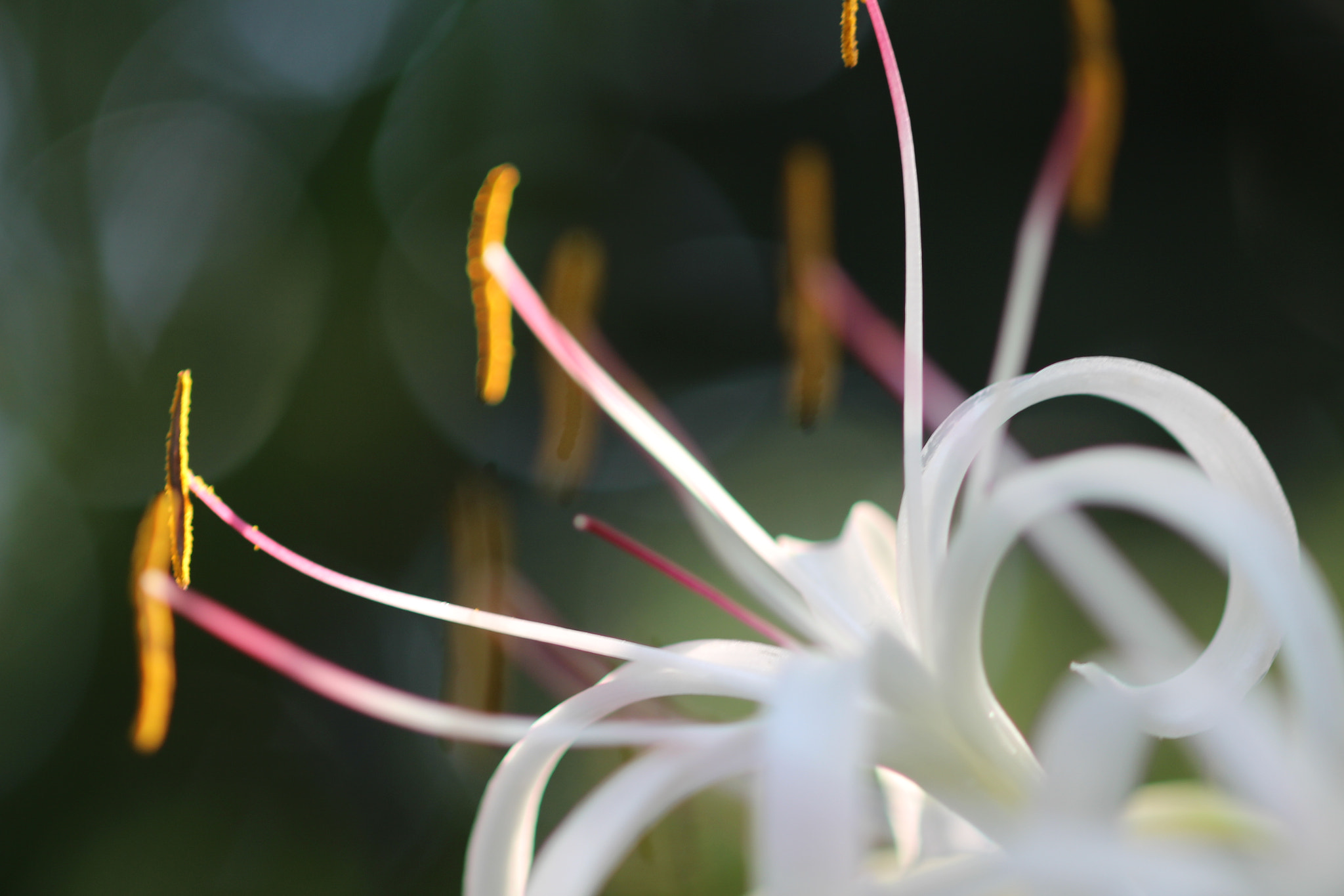 Canon EOS 700D (EOS Rebel T5i / EOS Kiss X7i) + Canon EF 100mm F2.8 Macro USM sample photo. Curly wurly photography