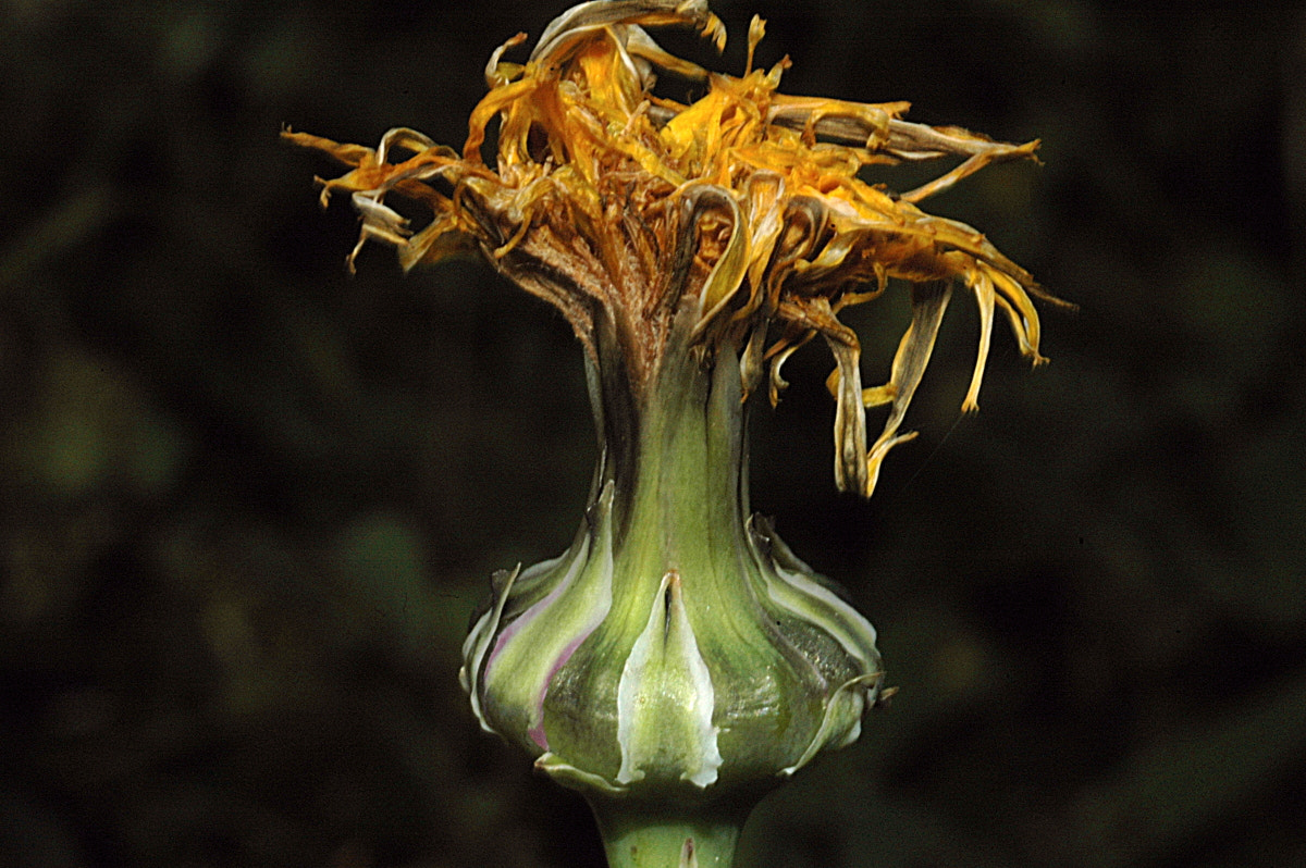 AF Zoom-Nikkor 35-70mm f/3.3-4.5 N sample photo. # photography