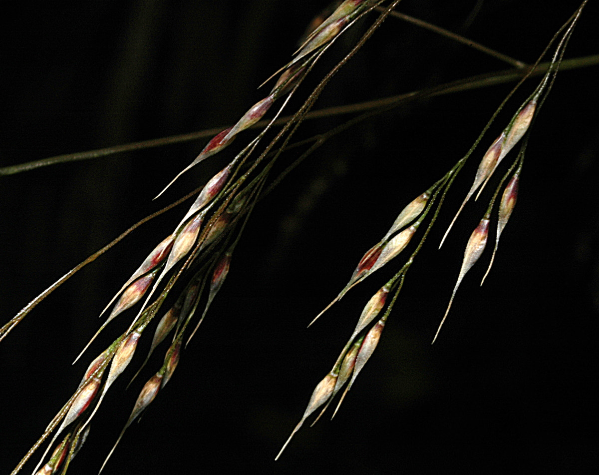 AF Zoom-Nikkor 35-70mm f/3.3-4.5 N sample photo. # photography
