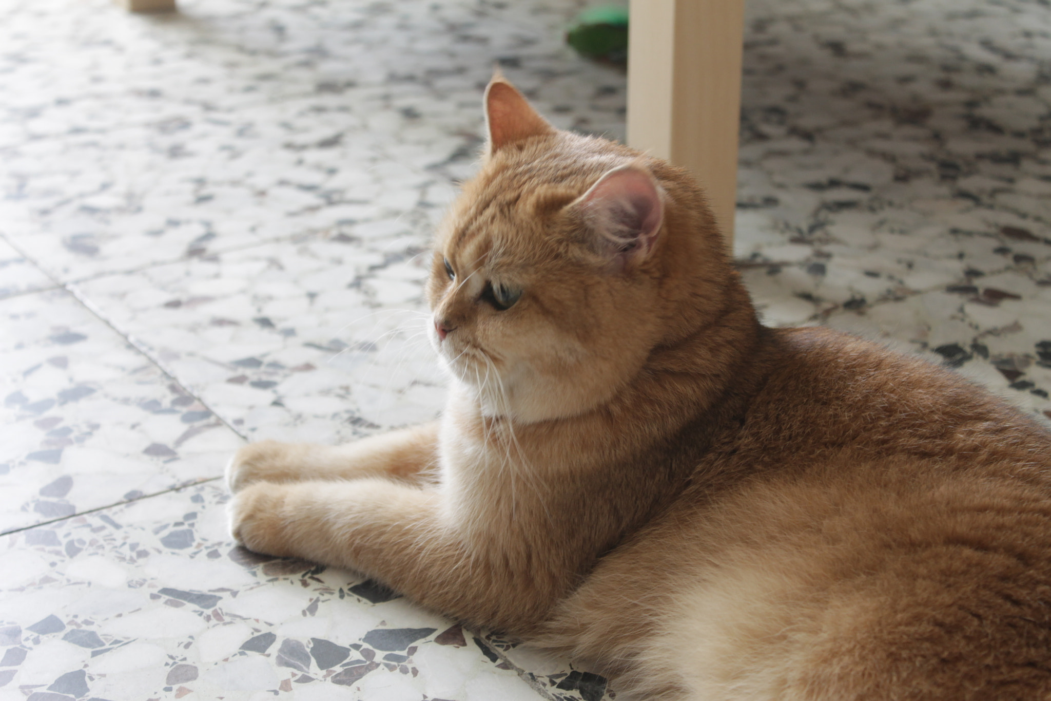 Canon EOS 1100D (EOS Rebel T3 / EOS Kiss X50) sample photo. In the sunlight photography