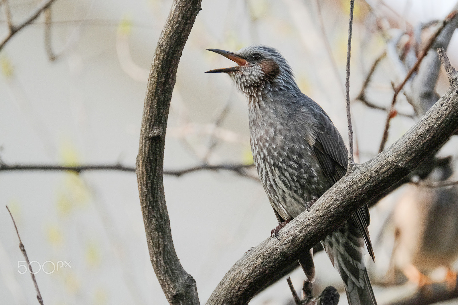XF100-400mmF4.5-5.6 R LM OIS WR + 1.4x sample photo. Singing brown-eared bulbul photography