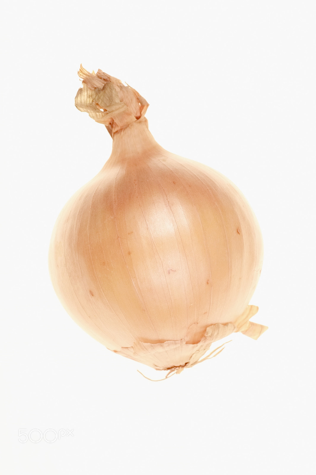 Canon EOS 5D + Tamron SP AF 90mm F2.8 Di Macro sample photo. Onion photography