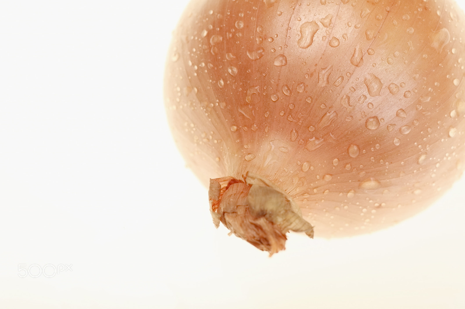 Canon EOS 5D + Tamron SP AF 90mm F2.8 Di Macro sample photo. Onion photography