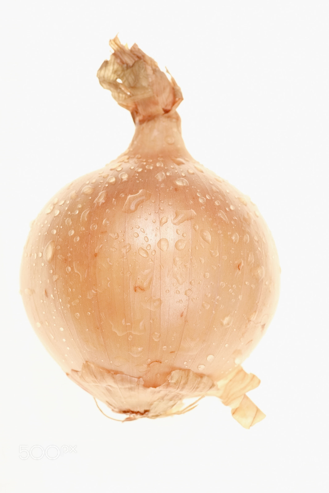 Canon EOS 5D + Tamron SP AF 90mm F2.8 Di Macro sample photo. Onion photography