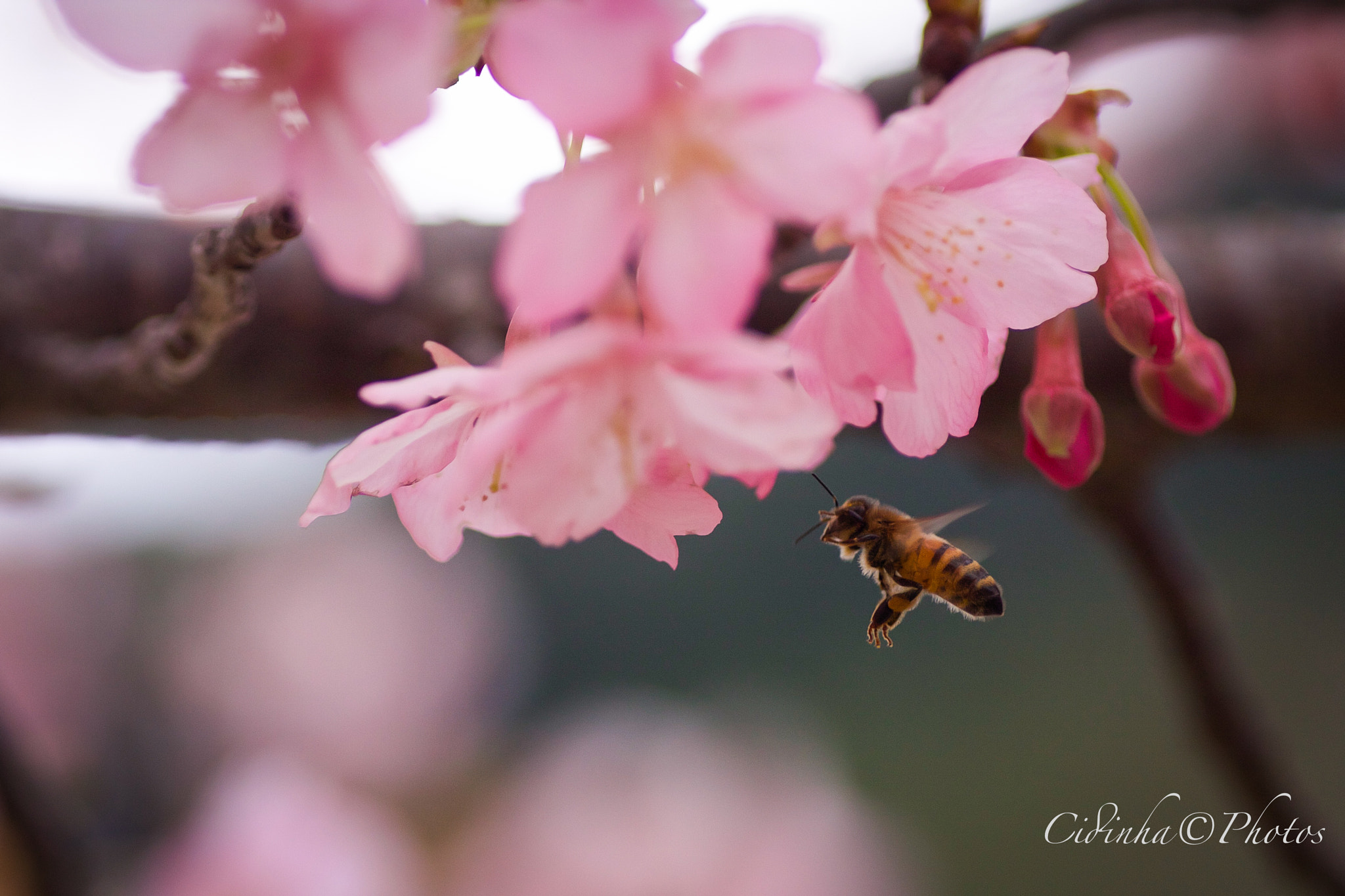 Canon EOS 40D + Tamron SP AF 90mm F2.8 Di Macro sample photo. Primavera photography