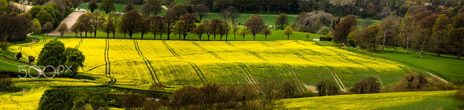 Canon EOS 60D + Tamron AF 28-300mm F3.5-6.3 XR Di LD Aspherical (IF) Macro sample photo. Dorset rapeseed oil panorama photography