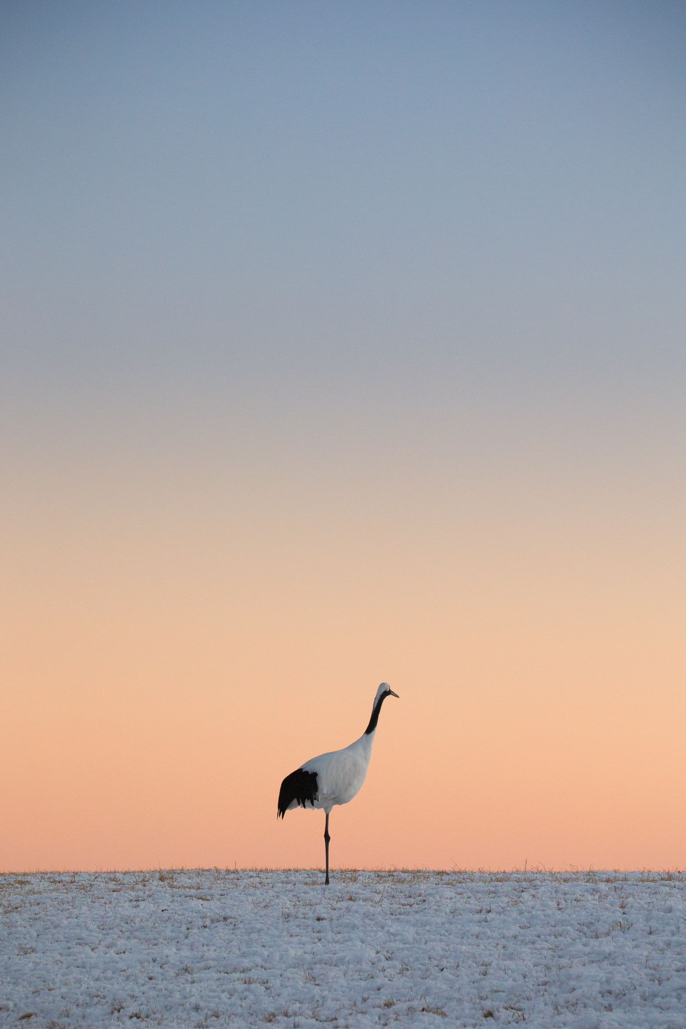 Sigma 150-600mm F5-6.3 DG OS HSM | C sample photo. Shelve photography