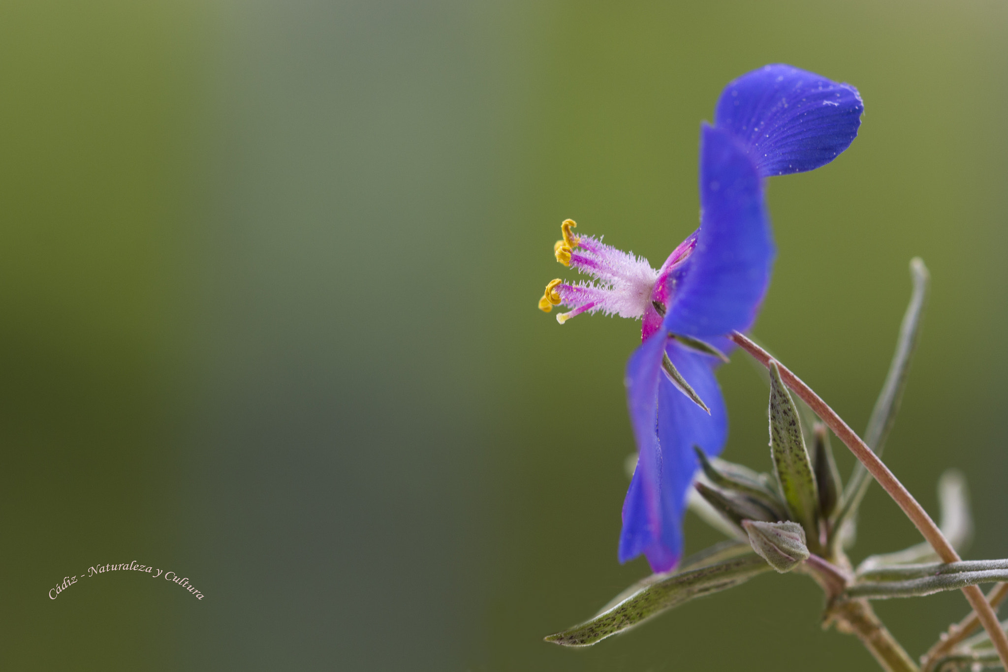 Sigma 105mm F2.8 EX DG OS HSM sample photo. Selfie floral ... photography