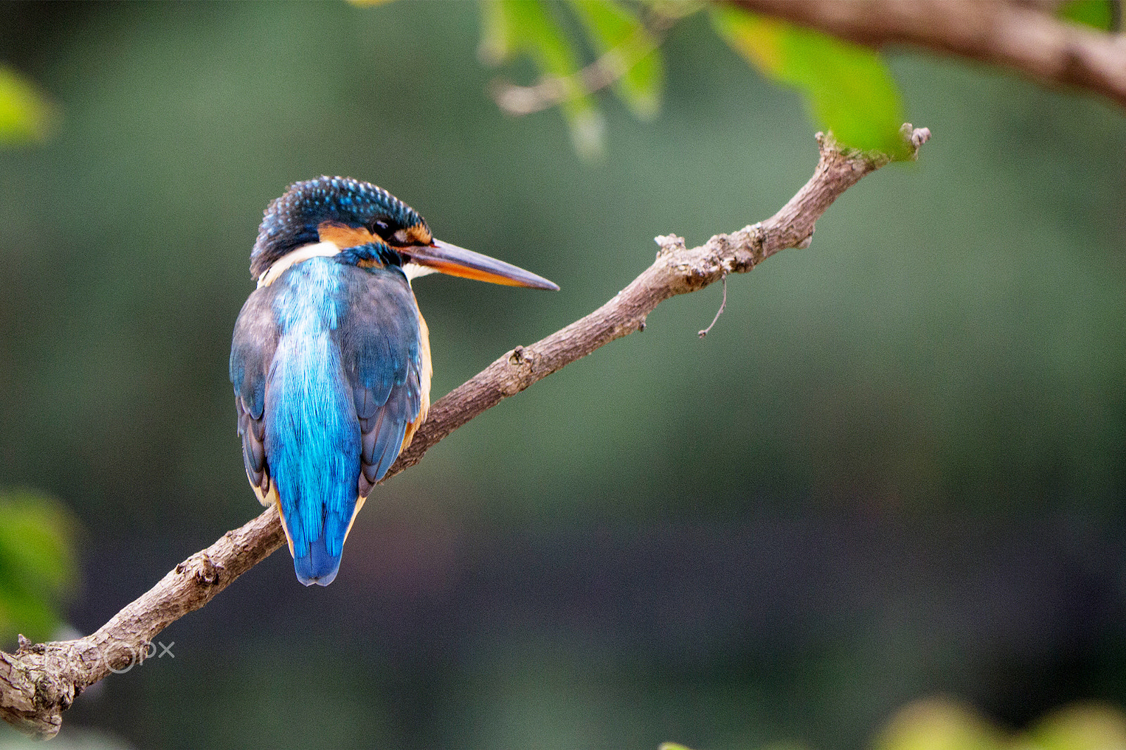 Panasonic Lumix DMC-GX1 sample photo. Kingfisher photography