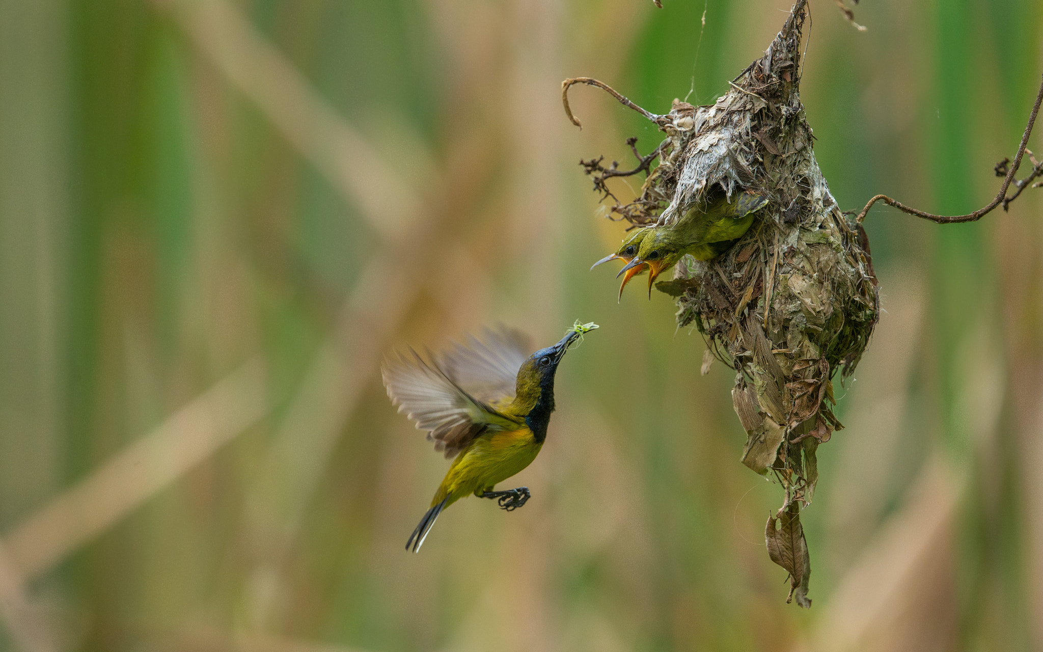 Canon EOS-1D X + Canon EF 400mm F4 DO IS II USM sample photo. Olive backed sunbird nesting photography