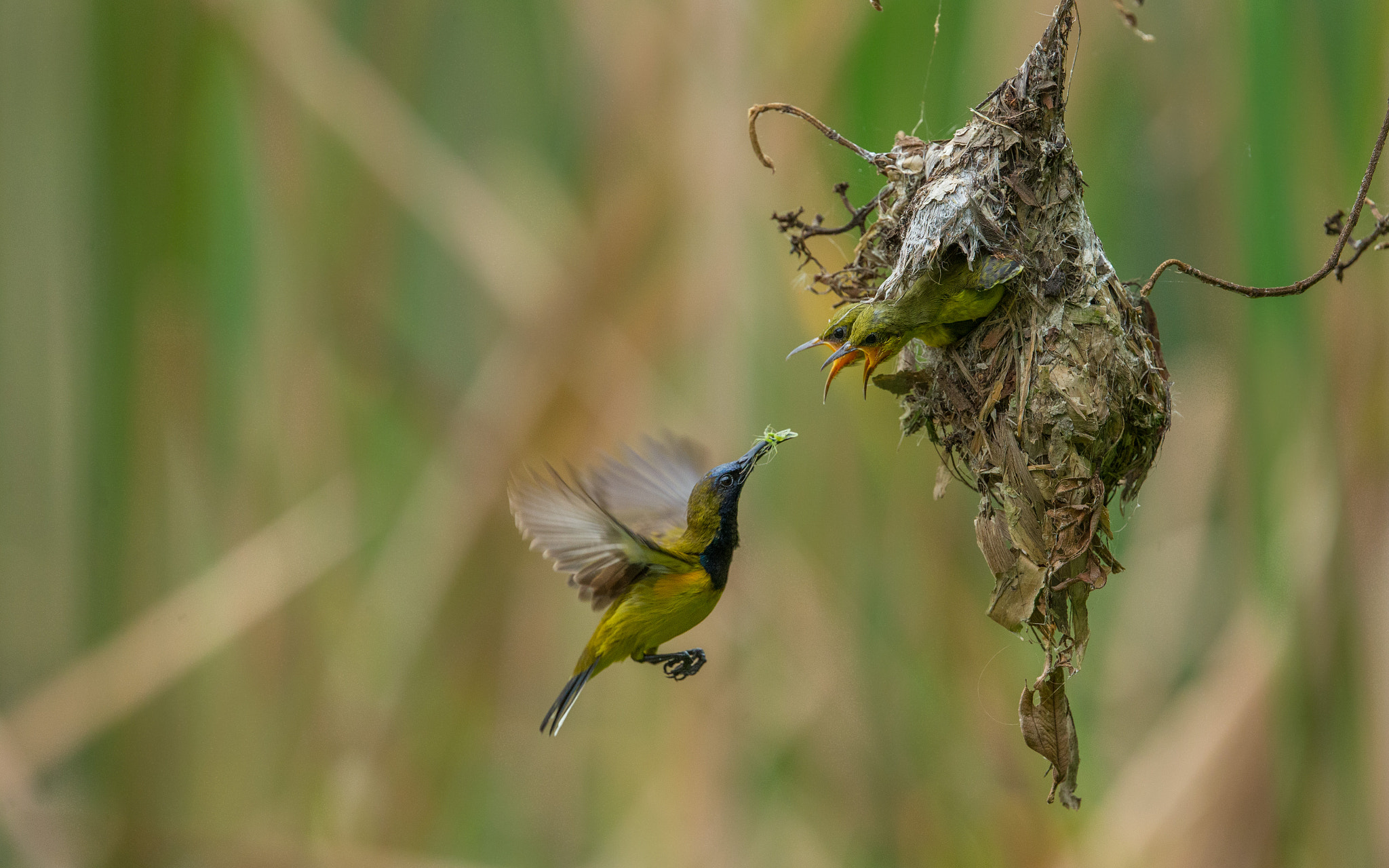 Canon EF 400mm F4 DO IS II USM sample photo. Olive backed sunbird nesting photography