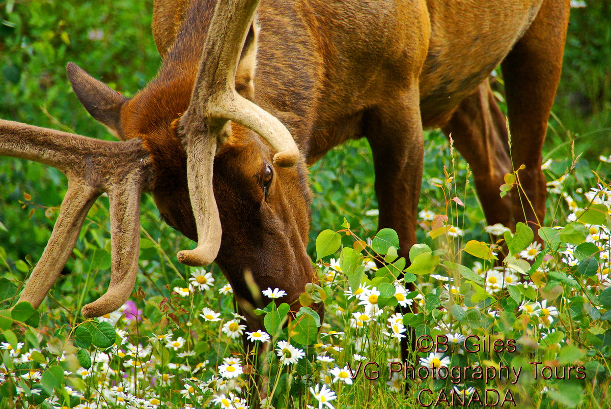 Pentax K10D sample photo. Eatting the daisies photography