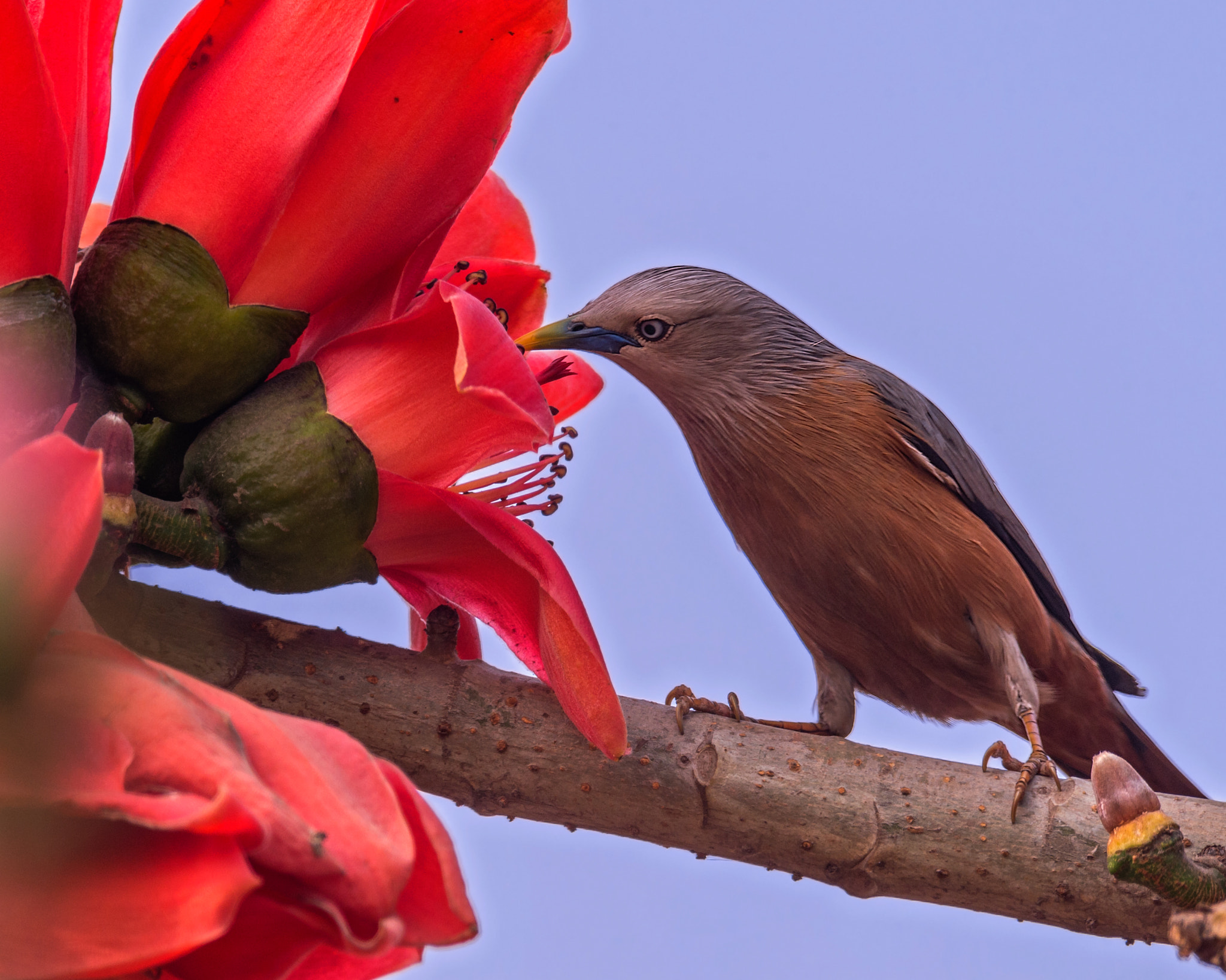 Nikon D4 + Sigma 24-60mm F2.8 EX DG sample photo. Ahhhh .... nectar !! photography