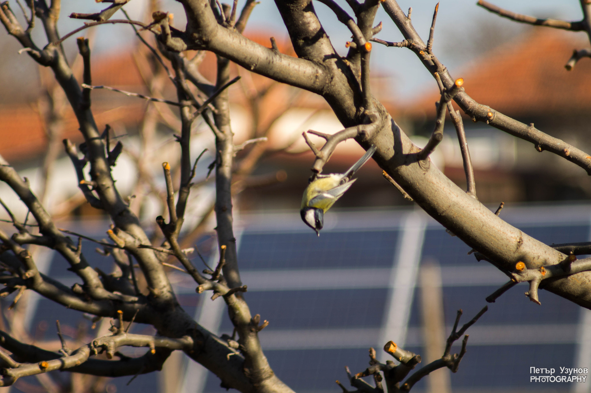 Minolta AF 80-200mm F4.5-5.6 sample photo. Parus major photography