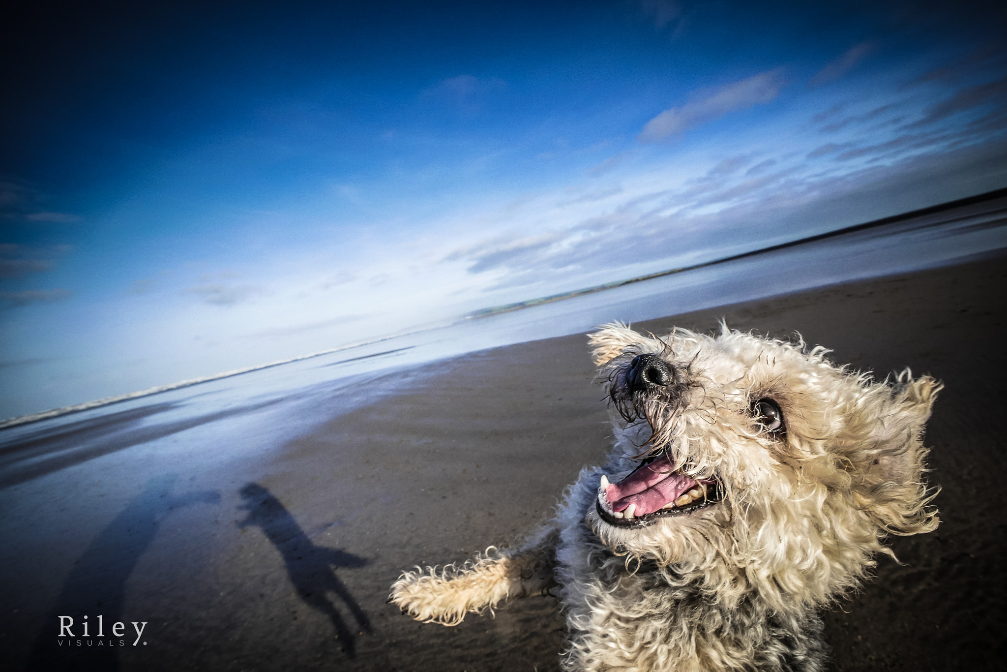 Panasonic Lumix G Vario 7-14mm F4 ASPH sample photo. Snarling poodle photography