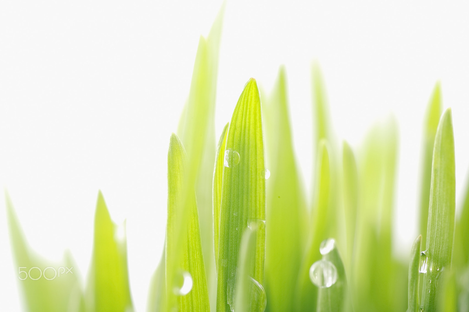 Canon EOS 5D + Tamron SP AF 90mm F2.8 Di Macro sample photo. Fresh green grass photography