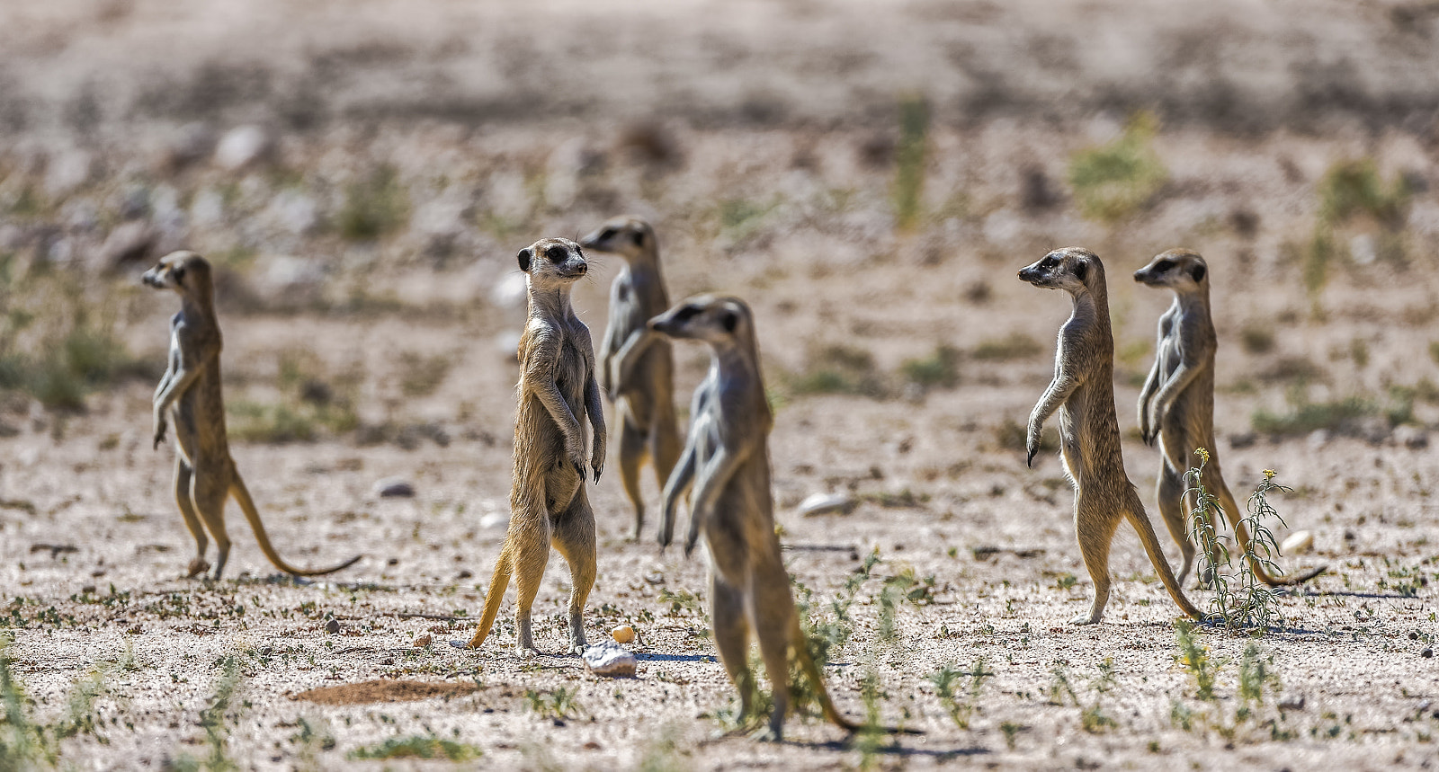 Nikon AF-S Nikkor 200-400mm F4G ED-IF VR sample photo. Just some meerkats photography