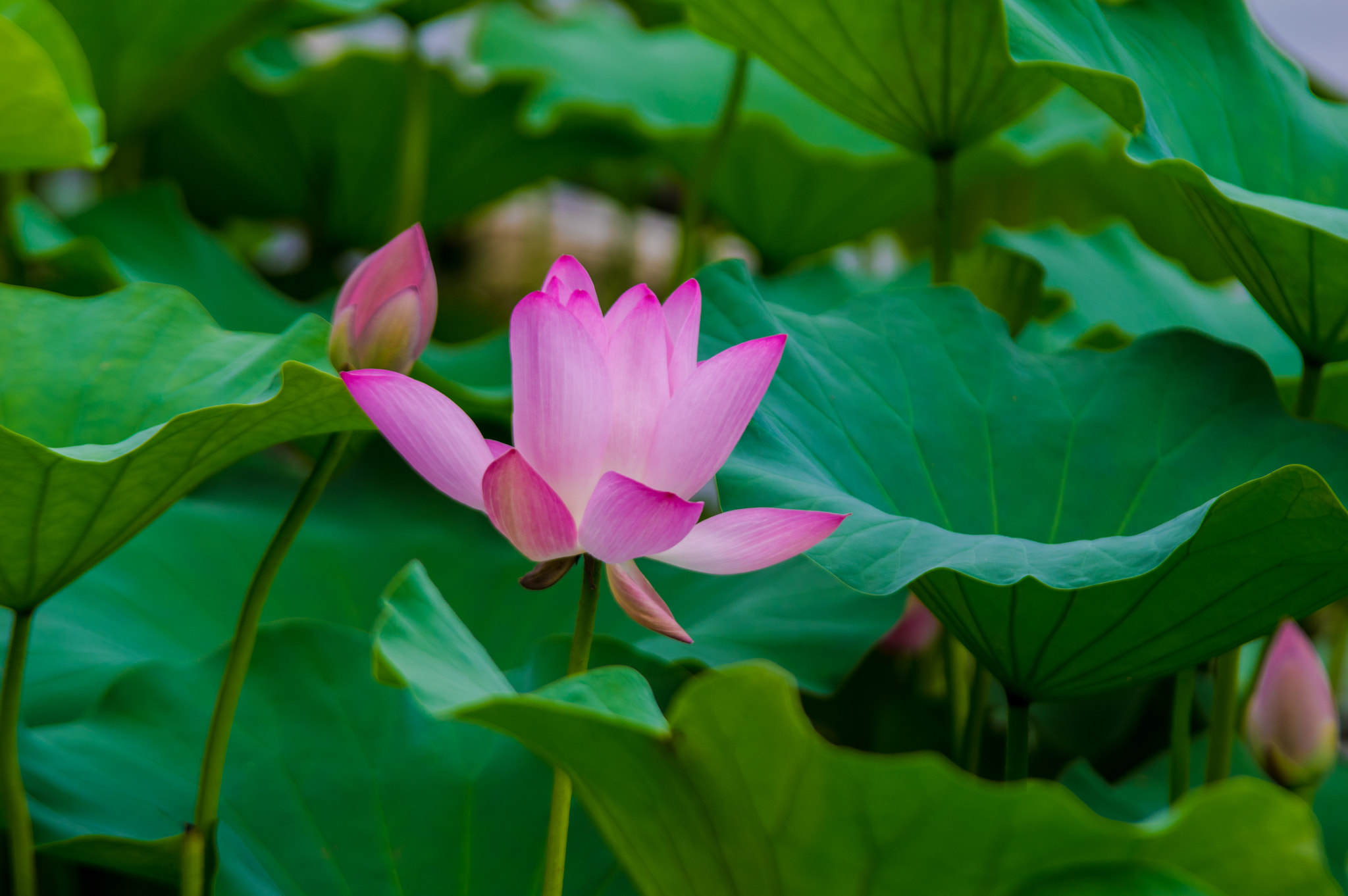 Pentax K-3 sample photo. 什刹海 荷 photography