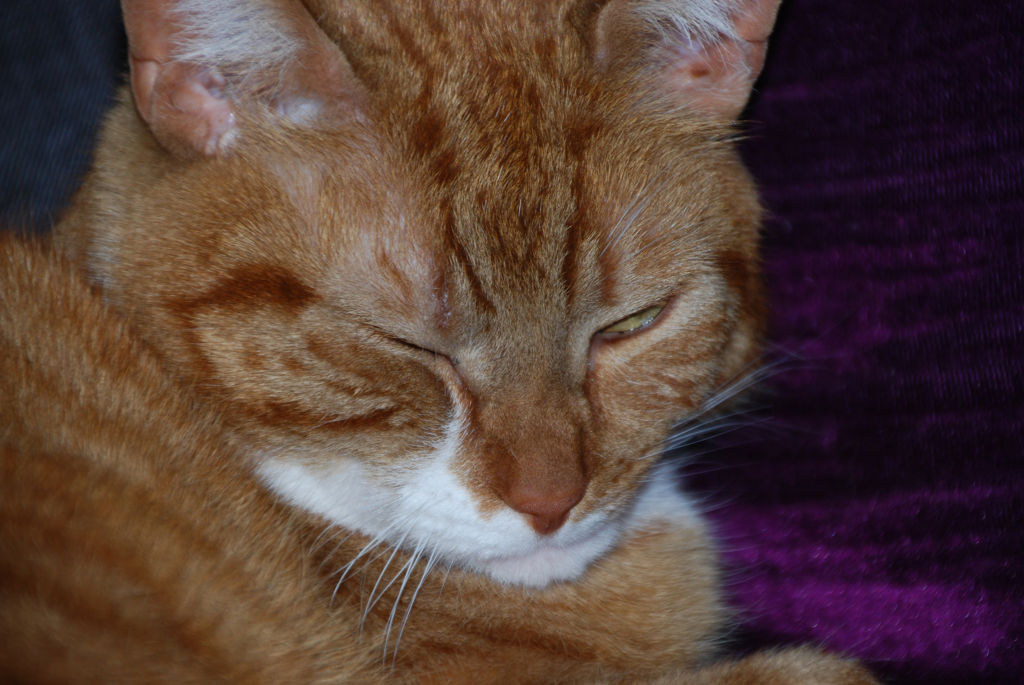 Nikon D40X sample photo. My best friend... "tijger". photography