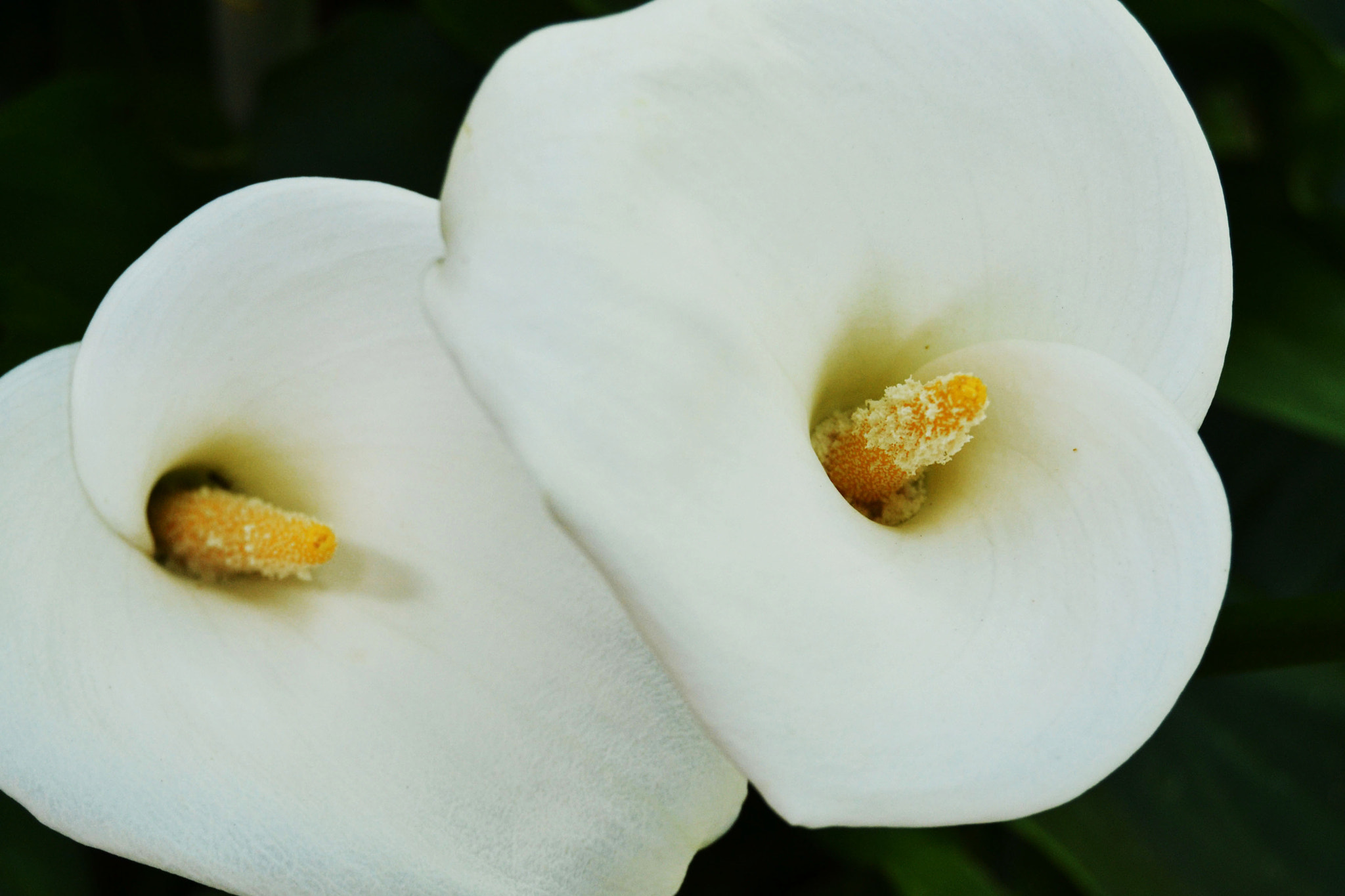 AF Zoom-Nikkor 35-80mm f/4-5.6D sample photo. Callas photography