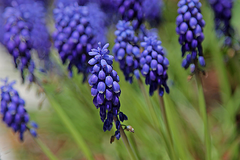 Canon EOS 1100D (EOS Rebel T3 / EOS Kiss X50) + Canon EF 24-105mm F4L IS USM sample photo. () cc photography