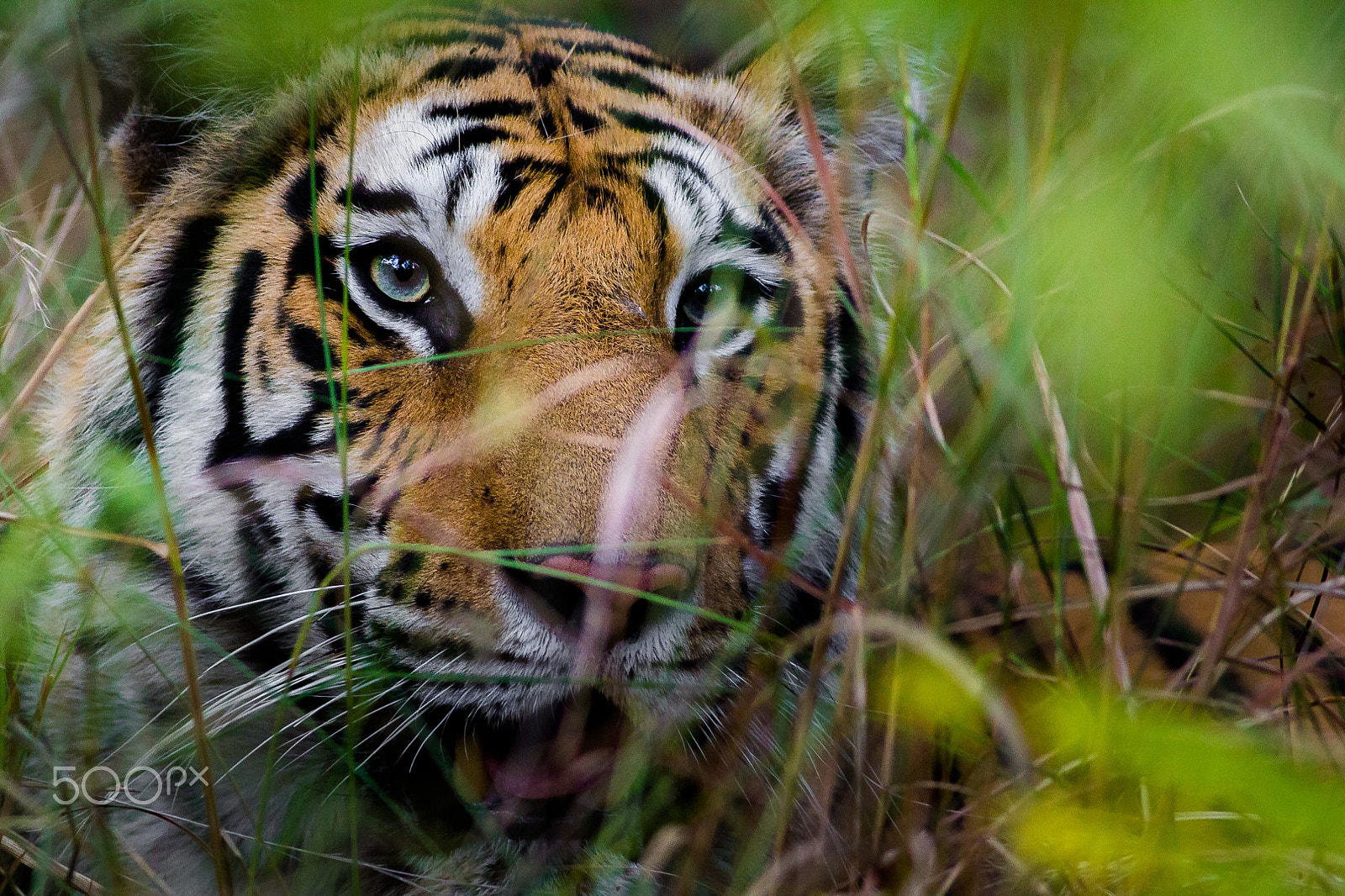 Canon EOS 60D + Canon EF 400mm F5.6L USM sample photo. Tigress, bandhavgarh photography