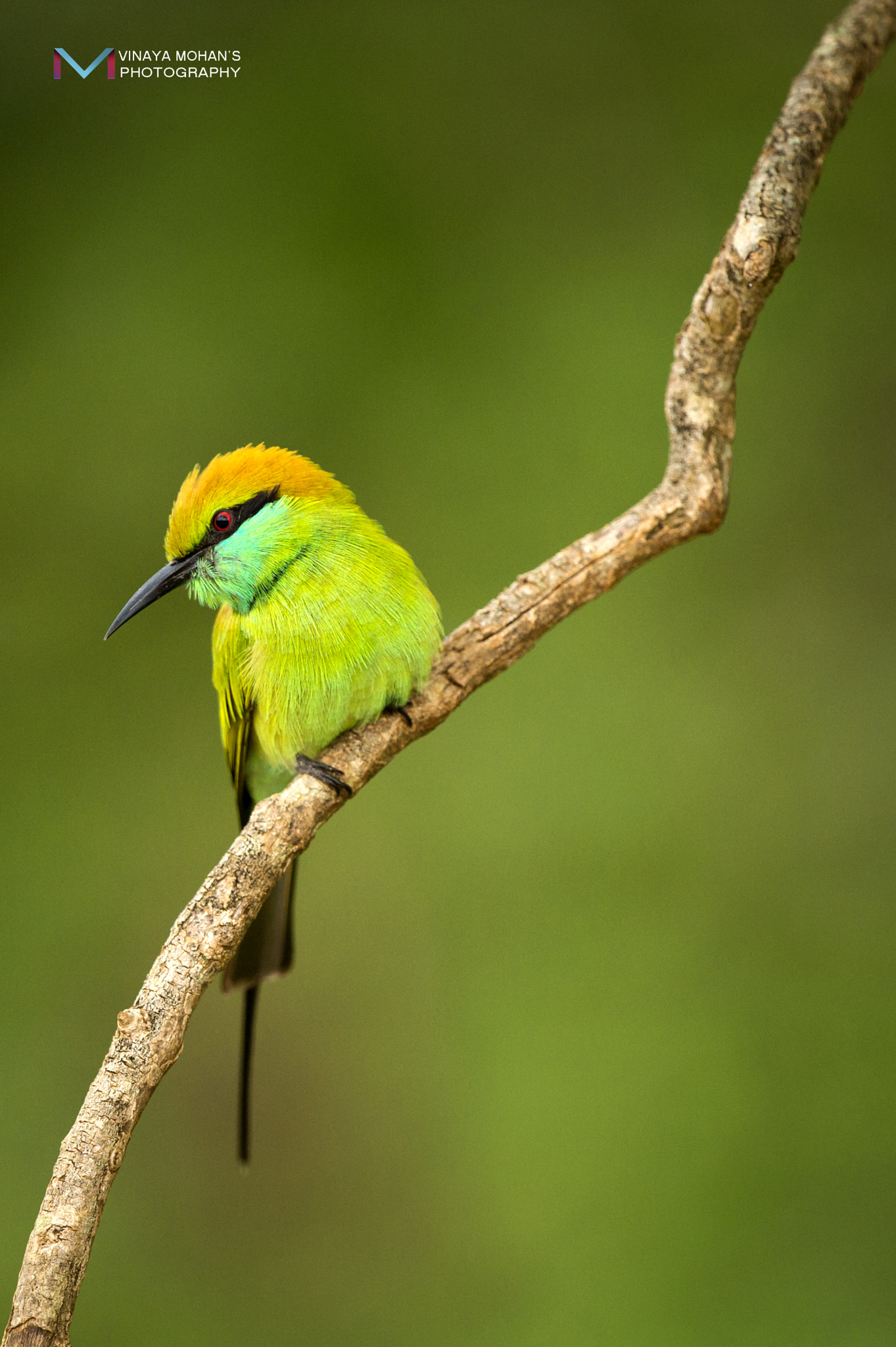 Nikon D4S + Nikon AF-S Nikkor 500mm F4G ED VR sample photo. Bee eater photography