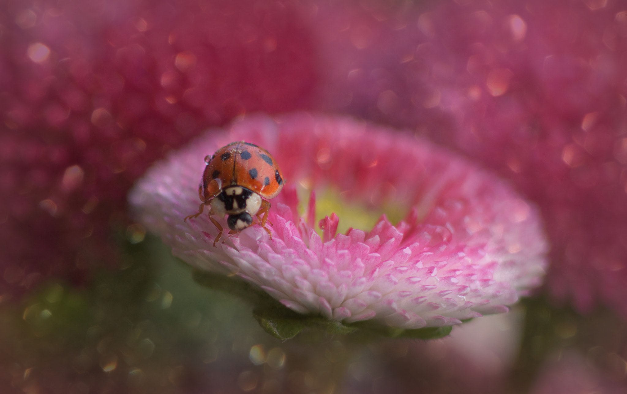 smc PENTAX-FA MACRO 100mm F3.5 sample photo. °happy.days° photography