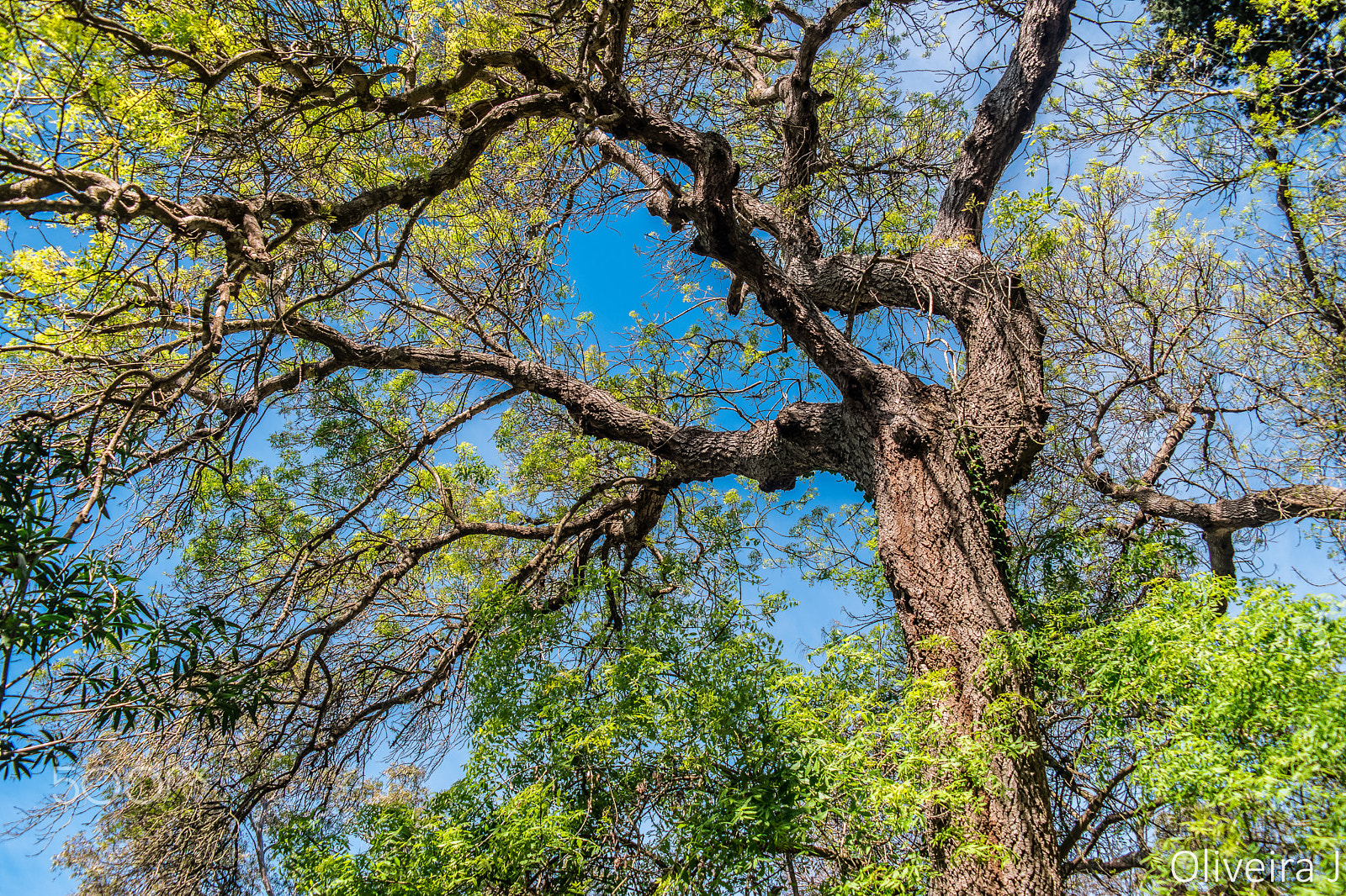 Samsung NX500 + Samsung NX 18-55mm F3.5-5.6 OIS sample photo. Love old big trees photography