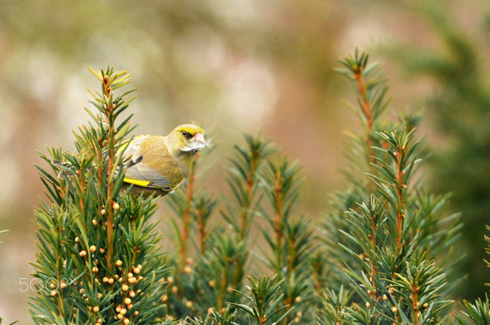 Sigma 120-400mm F4.5-5.6 DG OS HSM sample photo. Finding valuable stuff (greenfinch) photography