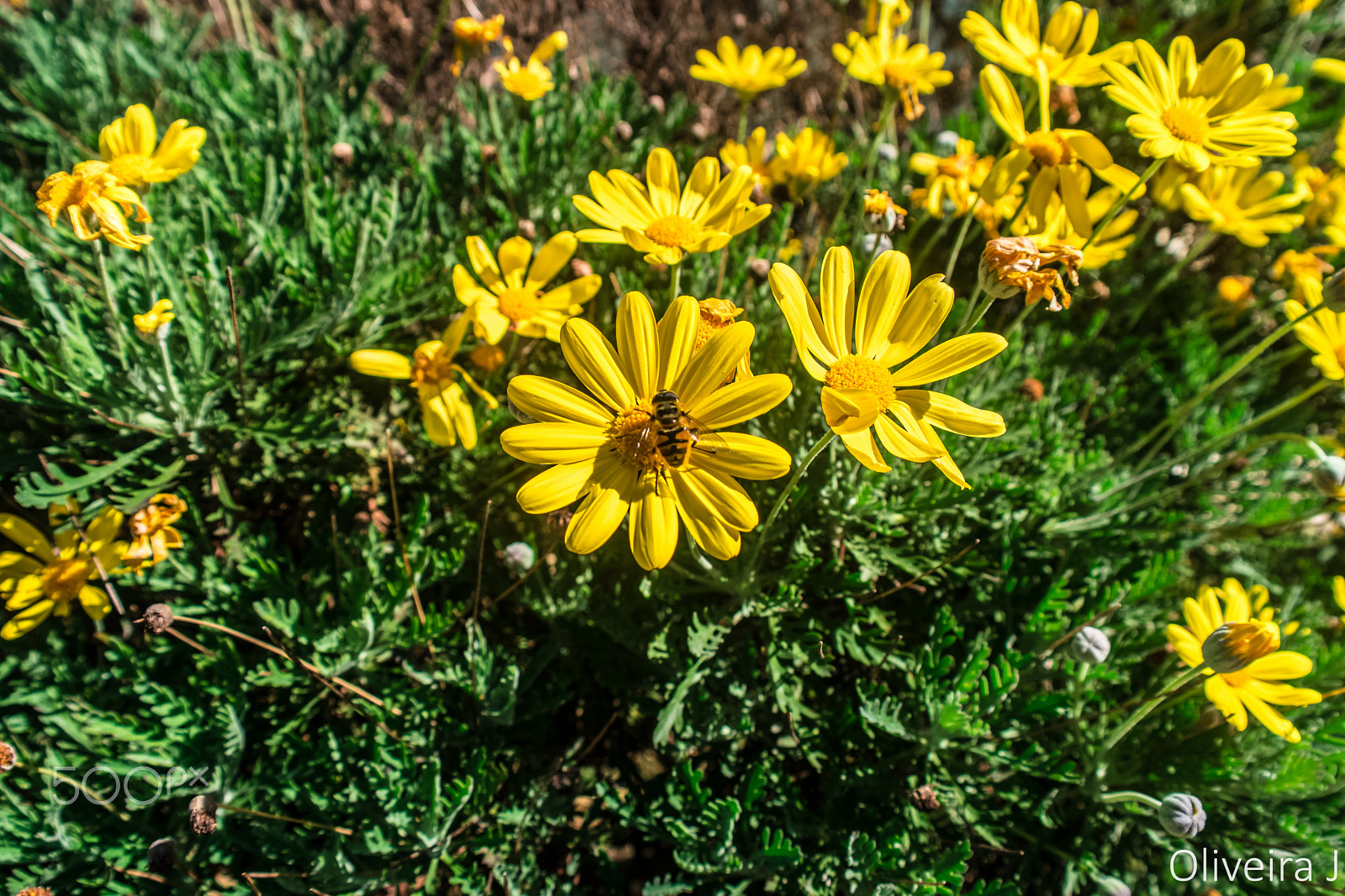 Samsung NX500 + Samsung NX 18-55mm F3.5-5.6 OIS sample photo. Daisies by my house photography