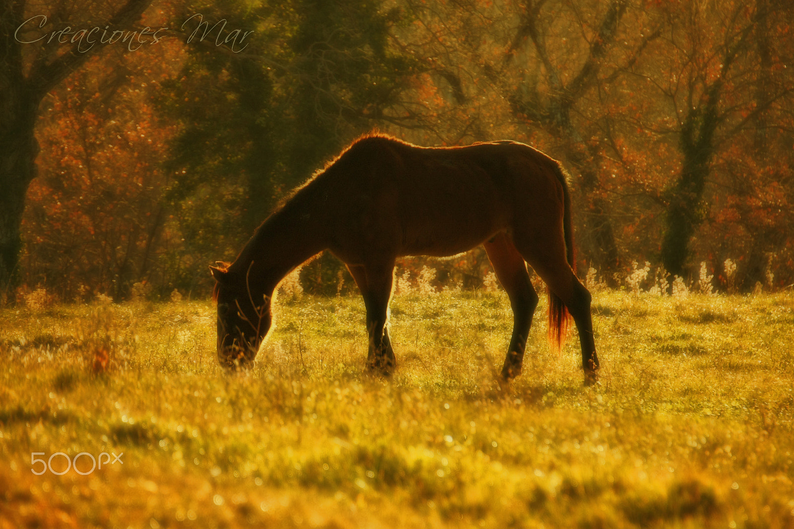 Canon EOS 450D (EOS Rebel XSi / EOS Kiss X2) + Sigma 18-200mm f/3.5-6.3 DC OS HSM [II] sample photo. Horse photography