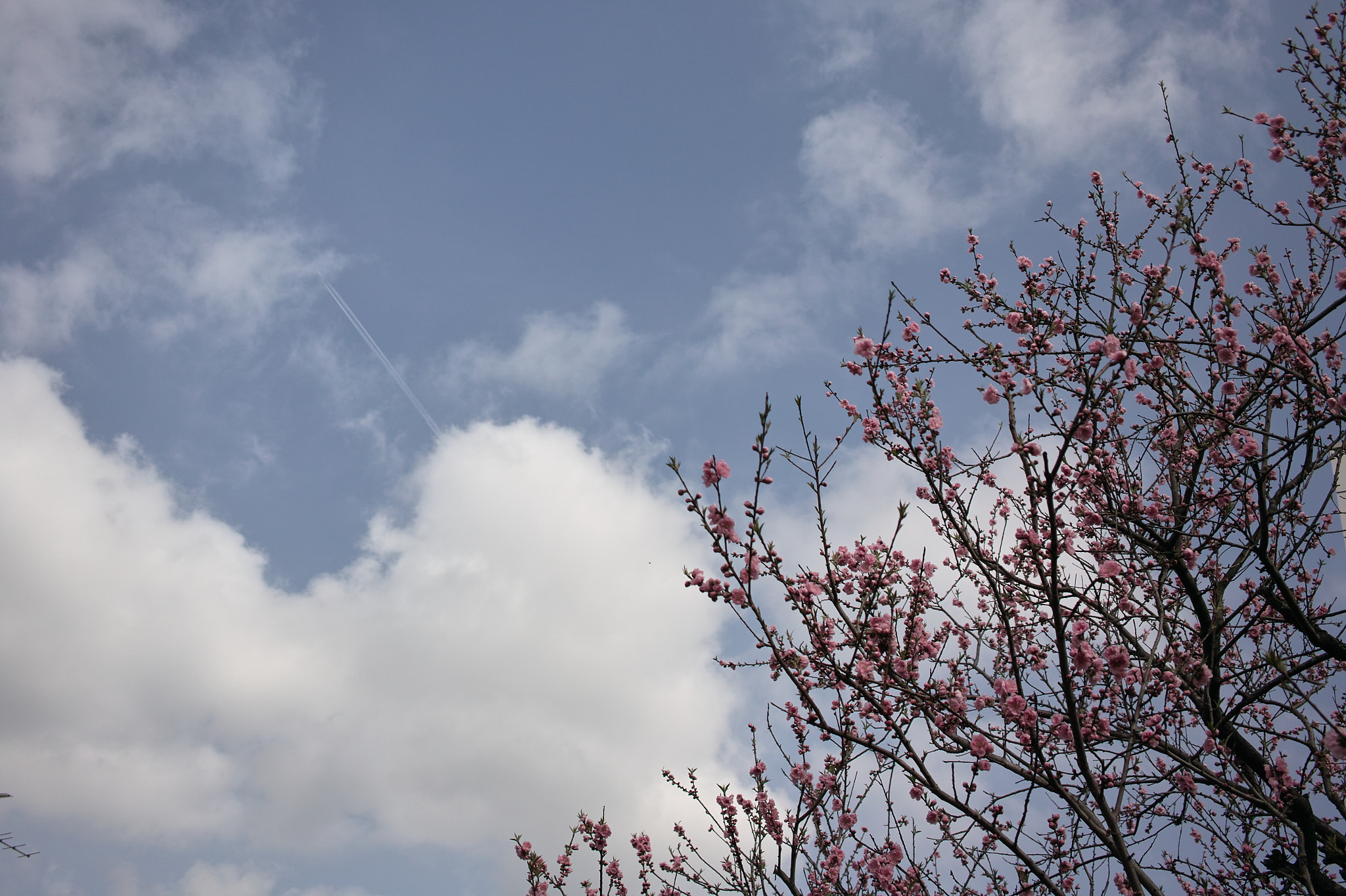 Sigma DP2x sample photo. Ume photography