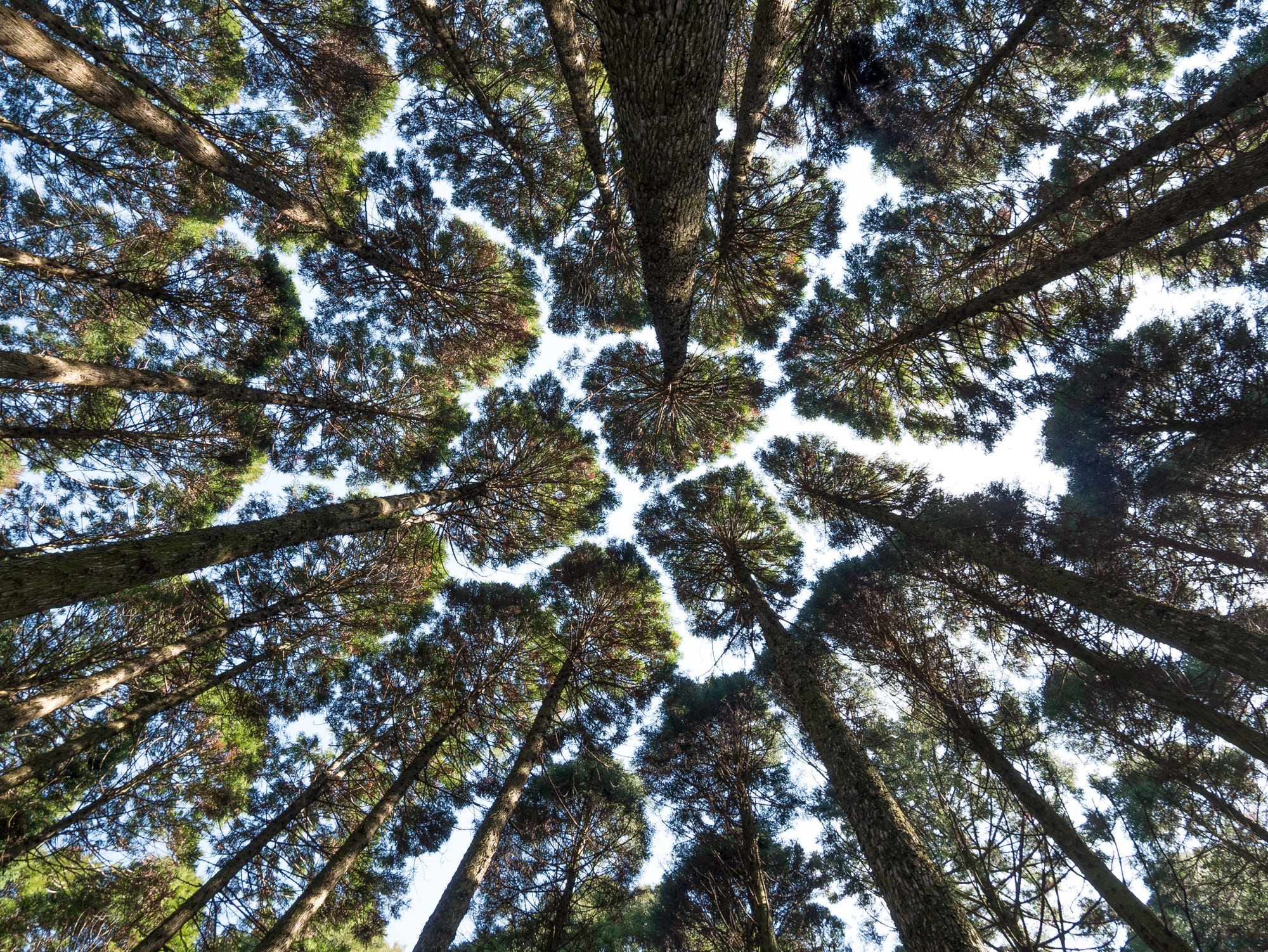 Panasonic Lumix DMC-GX7 sample photo. Radial photography