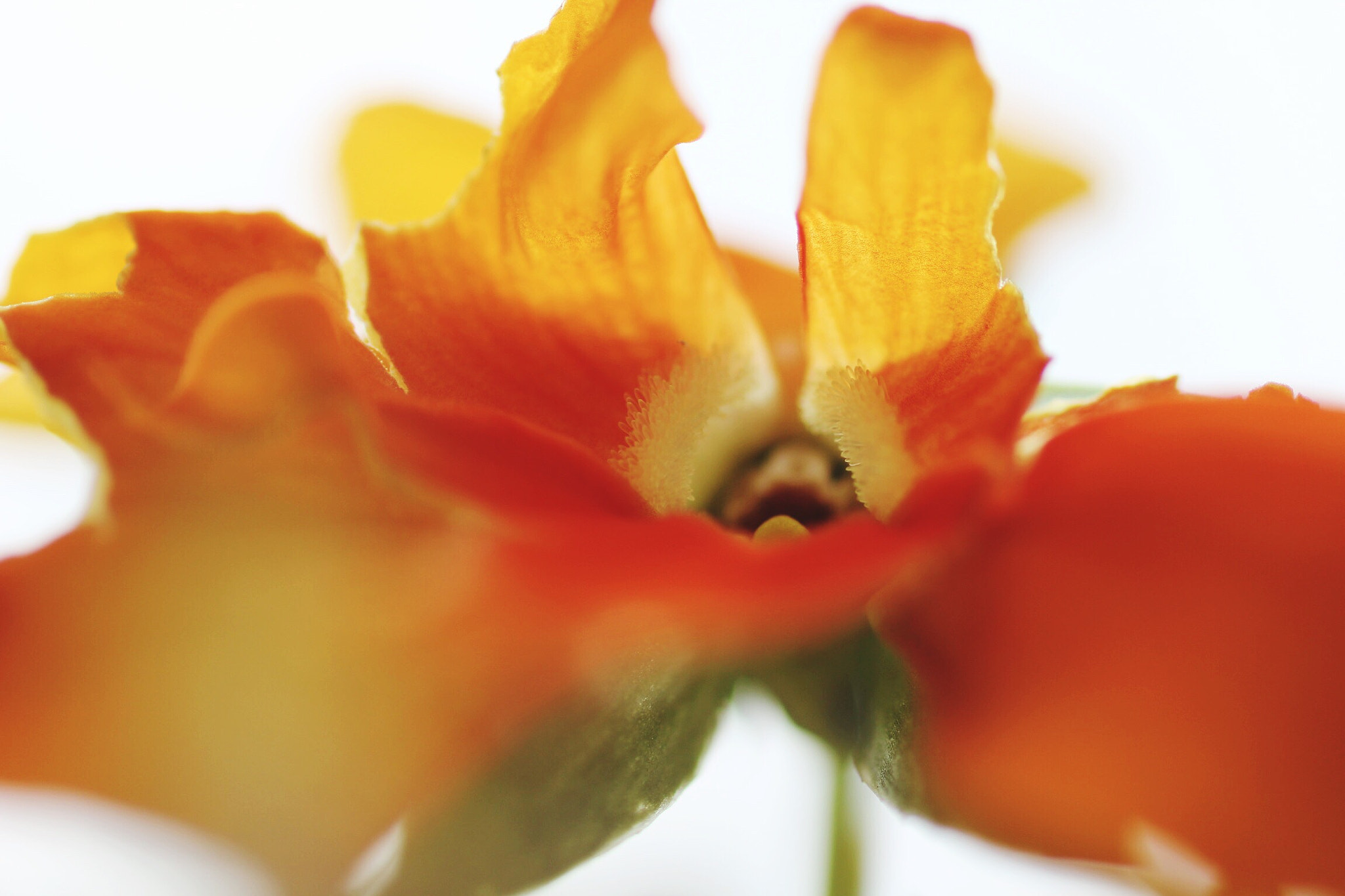 Sigma 50mm f/2.8 EX sample photo. Happy women's day. photography